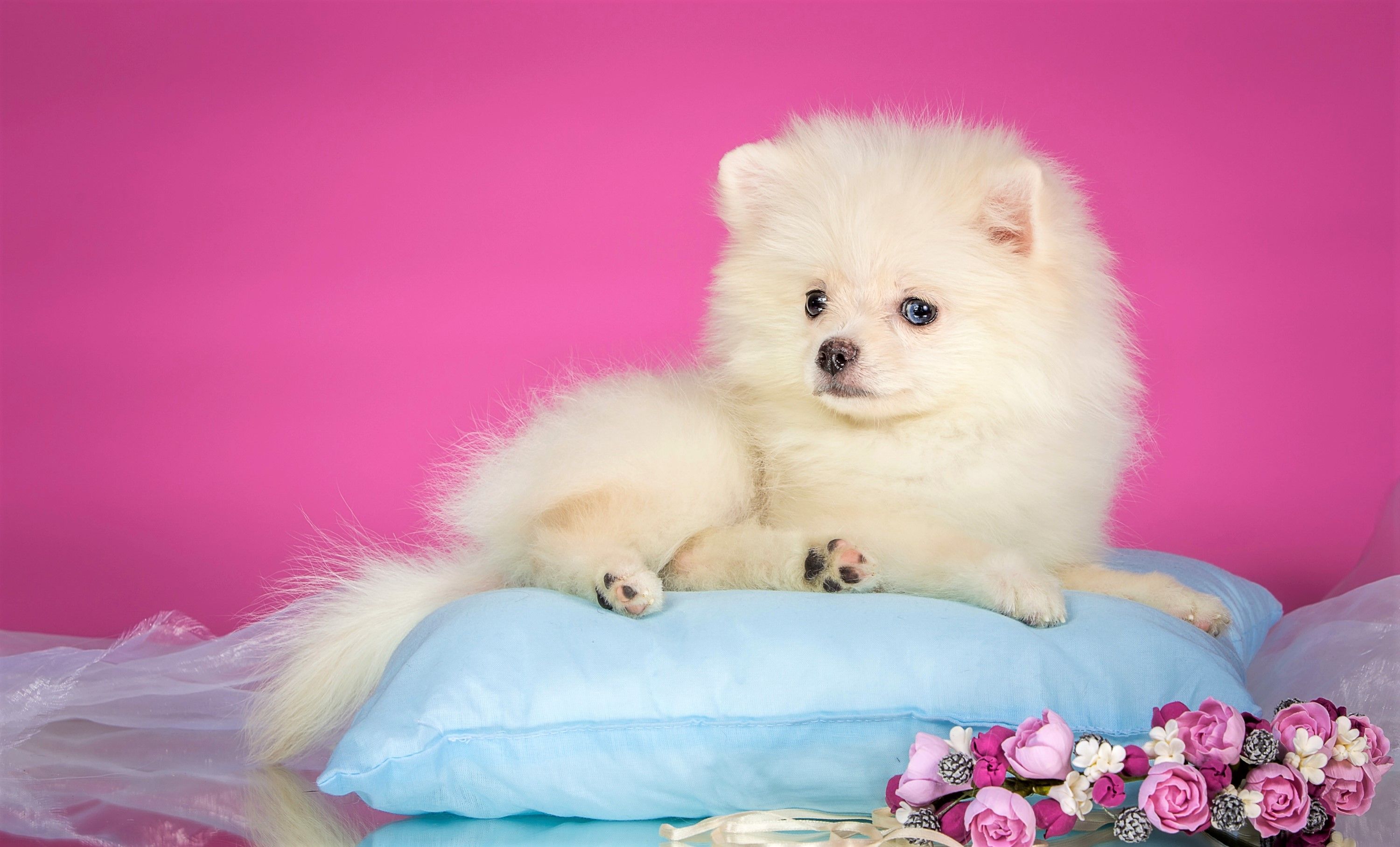 Spitz Puppy HD Wallpaper
