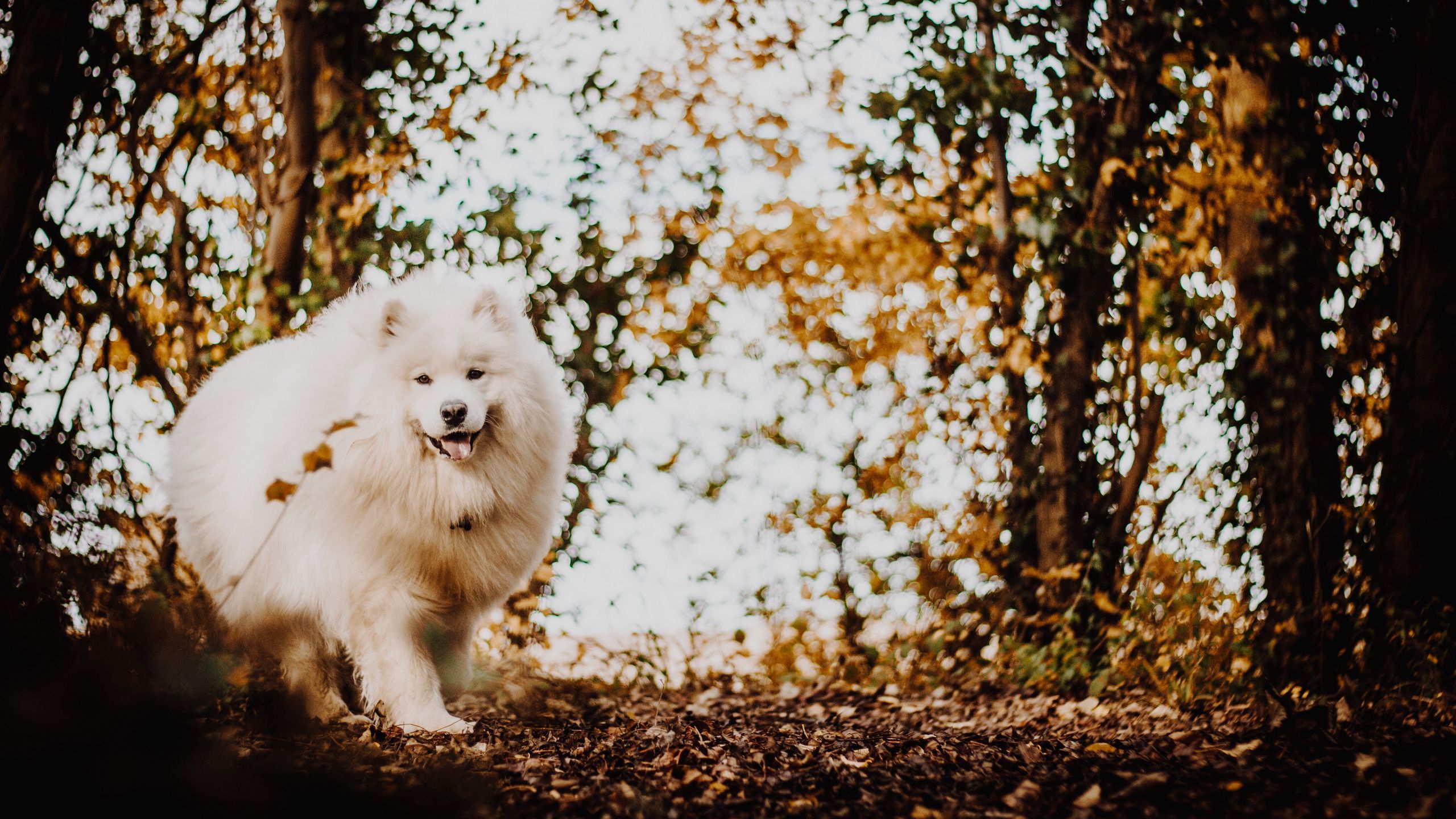 Download wallpaper 2560x1440 japanese spitz, dog, white, fluffy