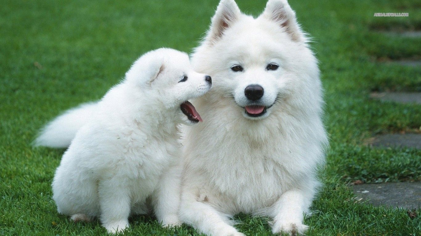 Animal Samoyed With Puppy 254208 Wallpaper wallpaper