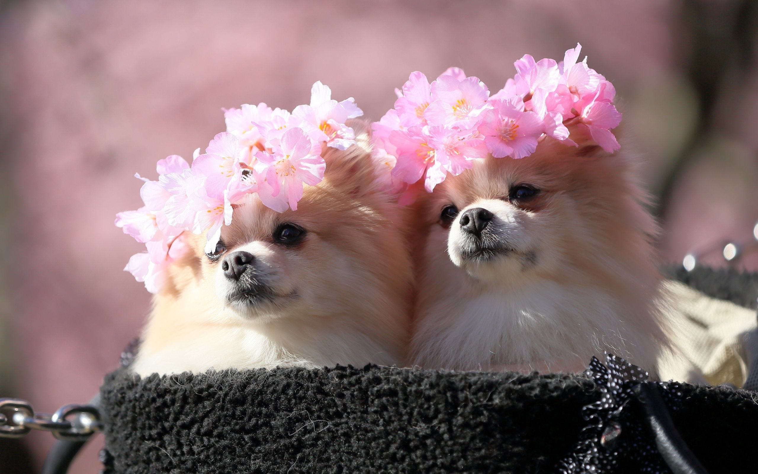 Download wallpaper Spitz, flowers, cute animals, pets, dogs