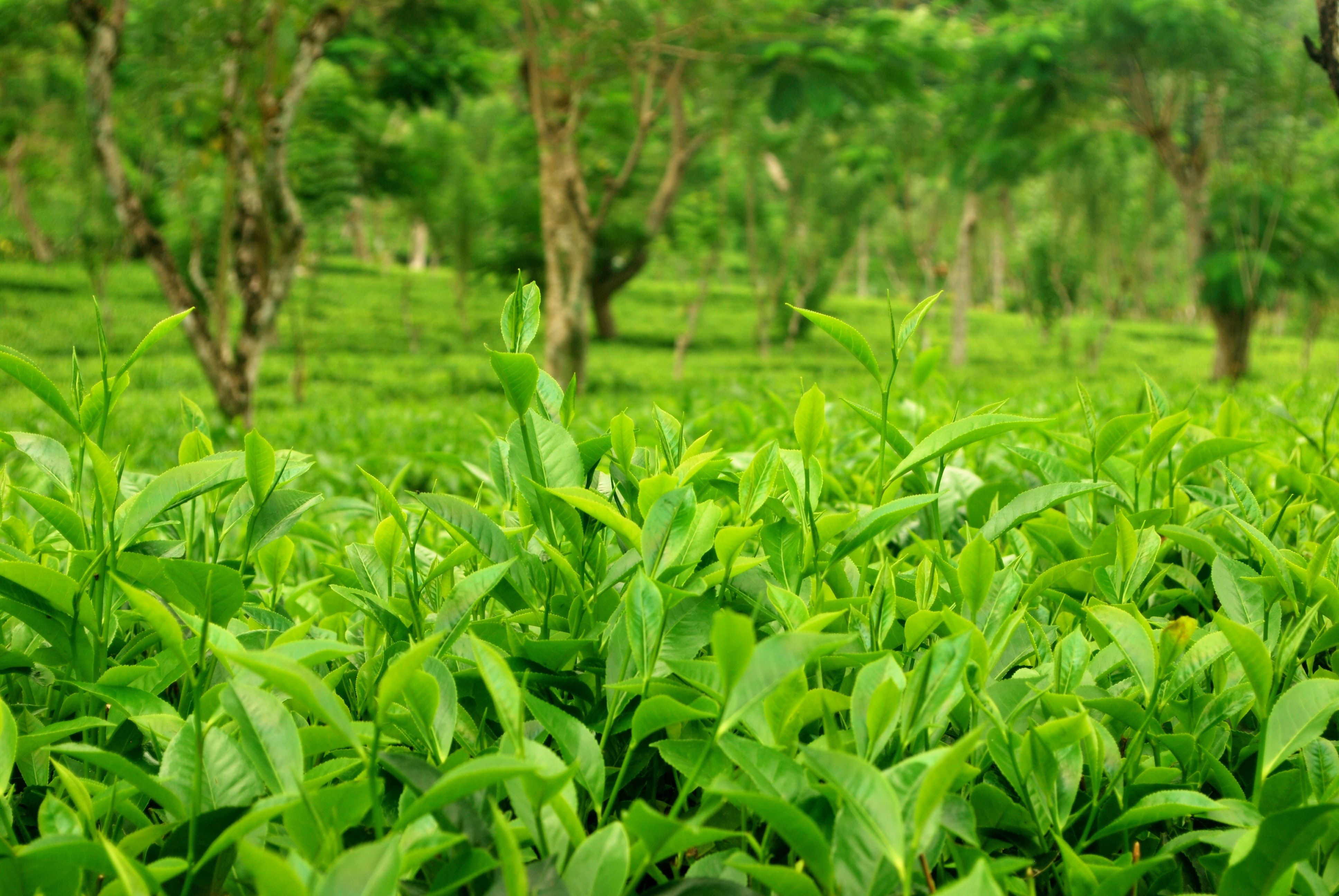 Free of sri lankan tea plantations