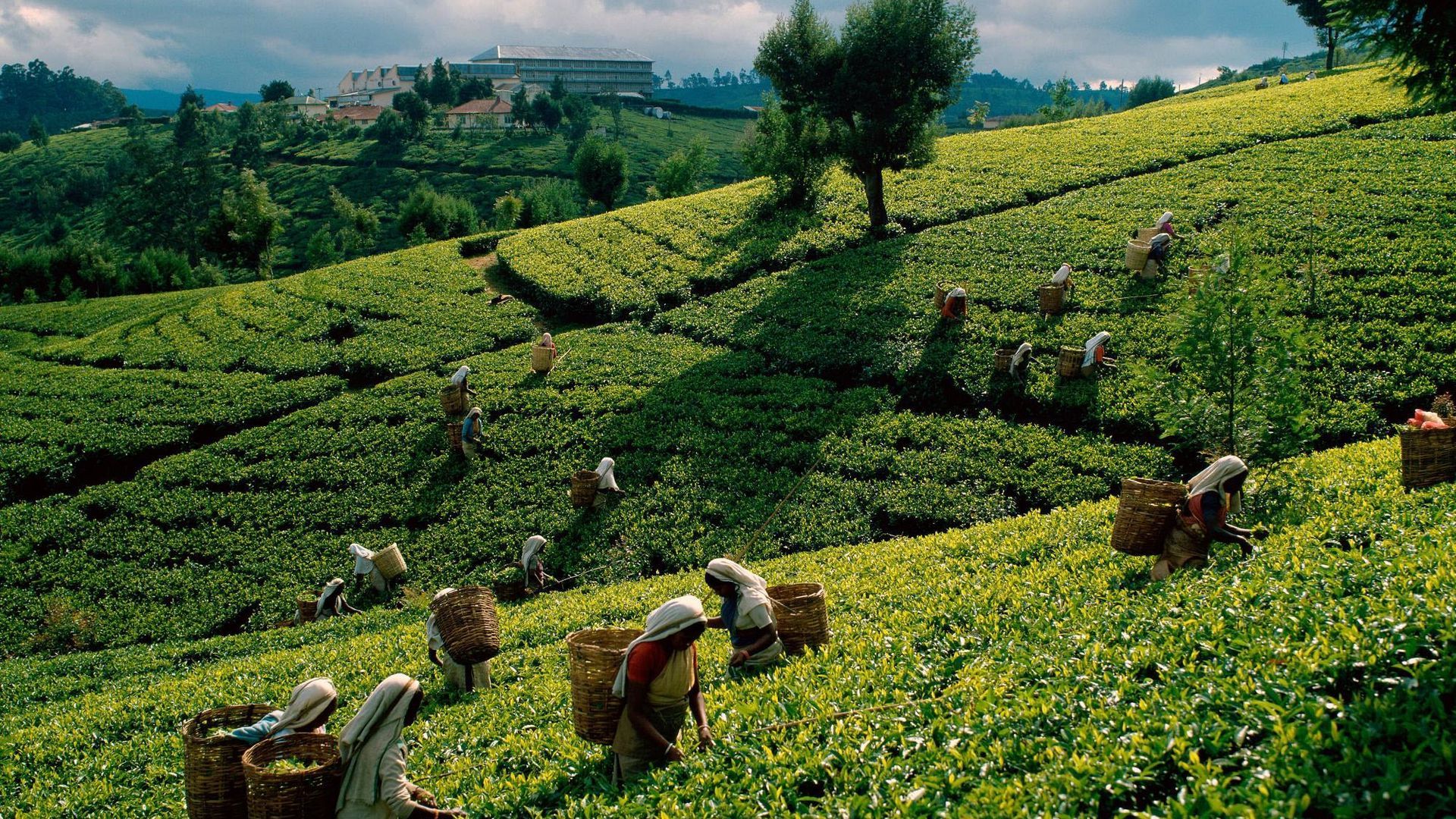 Download wallpaper 1920x1080 tea, plantations, fields, working women, gathering full hd, hdtv, fhd, 1080p HD background