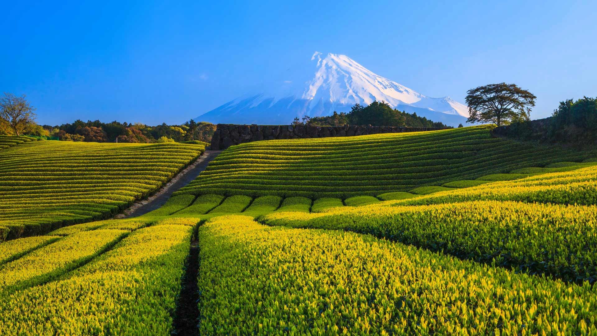 Wallpaper Japan, Fuji Mountain, tea plantation 1920x1080 Full HD