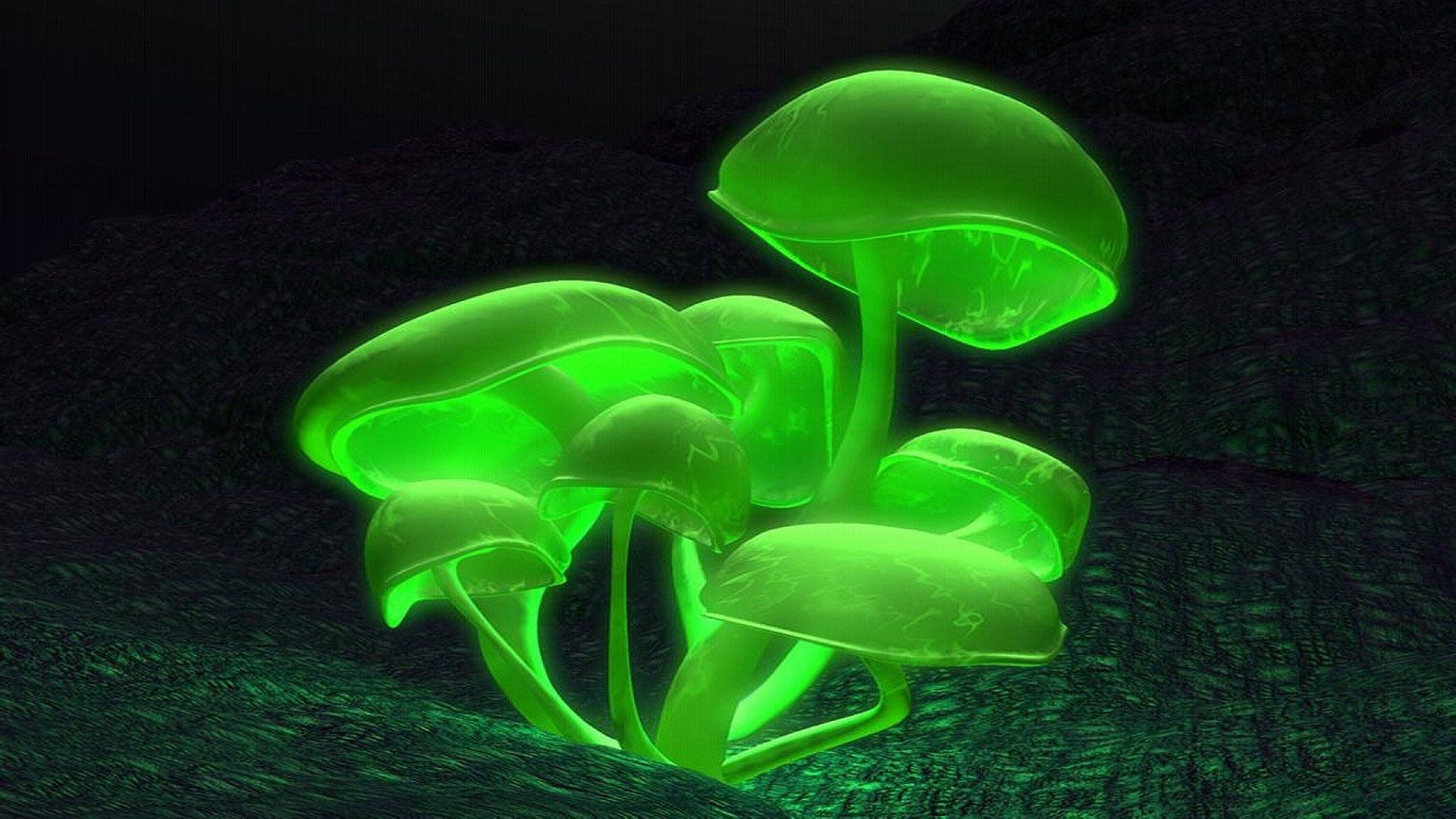Free download Glowing green mushrooms wallpaper 12386 1920x1080