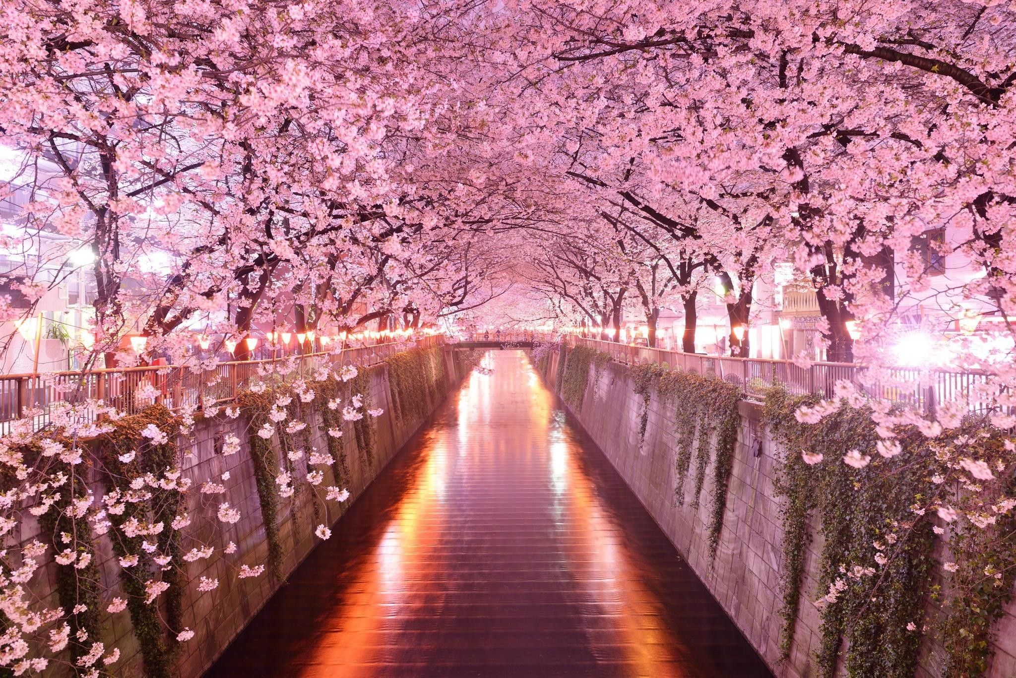 Cherry Blossoms Desktop Wallpaper