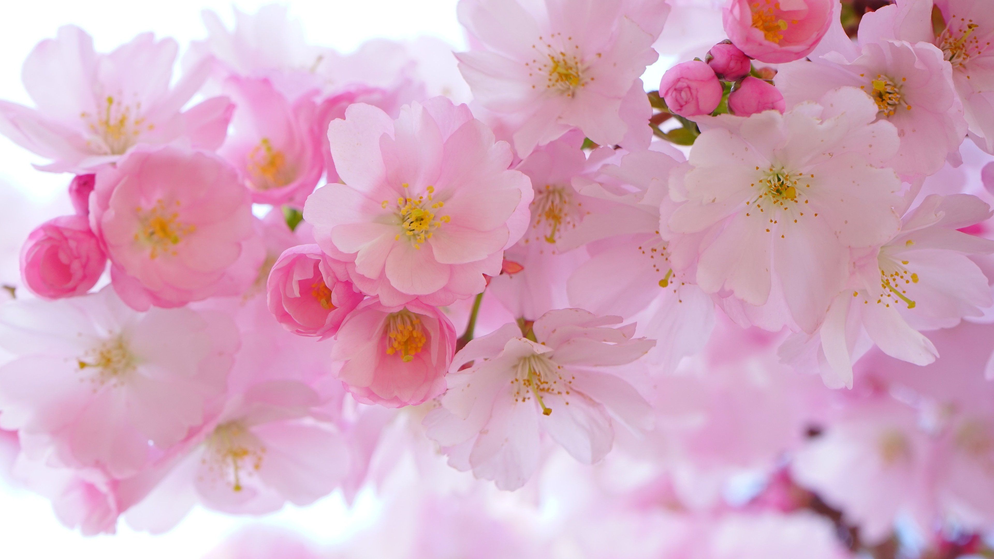 Cherry Blossom Wallpaper, Android & Desktop Background
