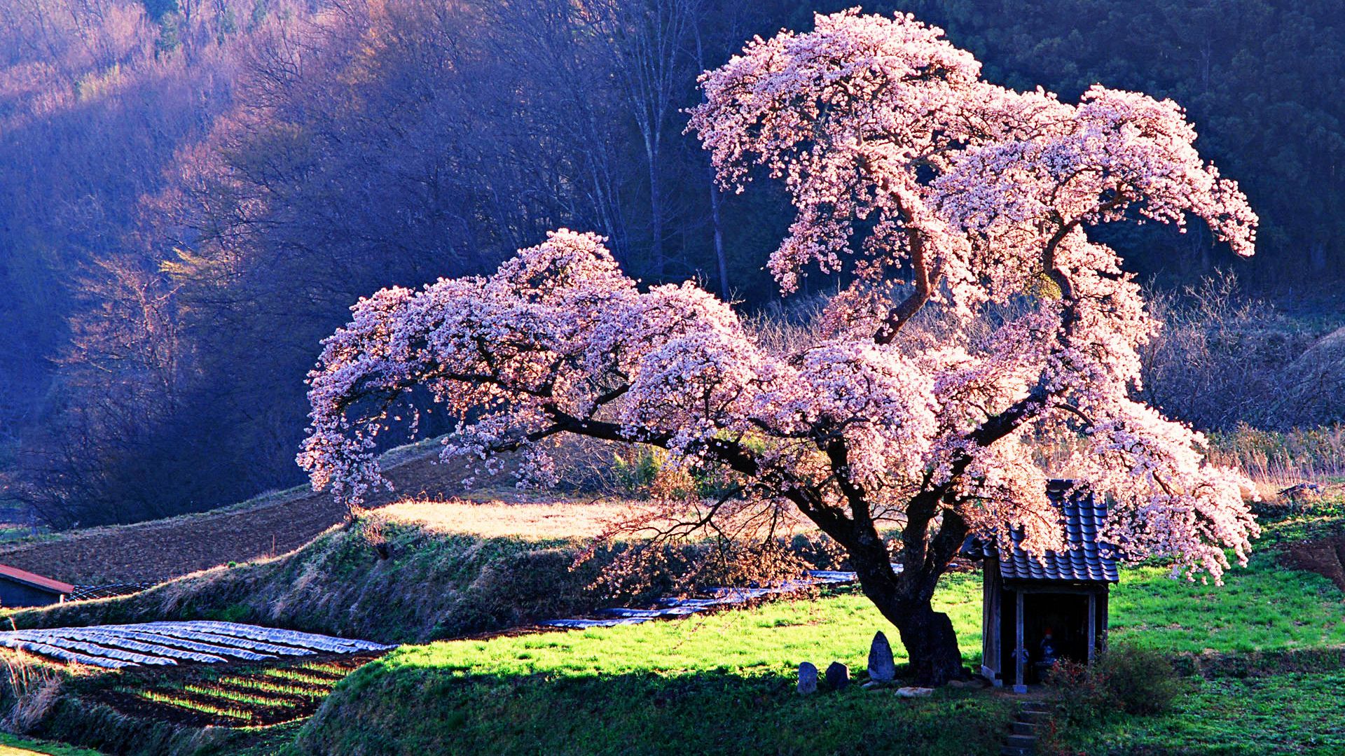 Cherry Blossoms HD Wallpaperx1080