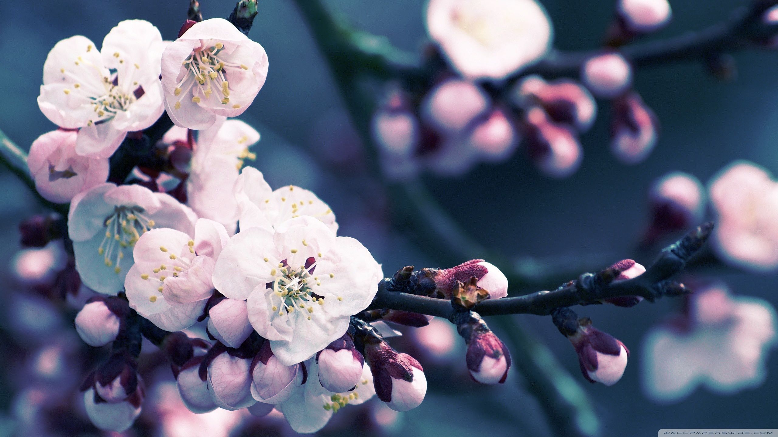 1080p Cherry Blossom Wallpaper HD HD