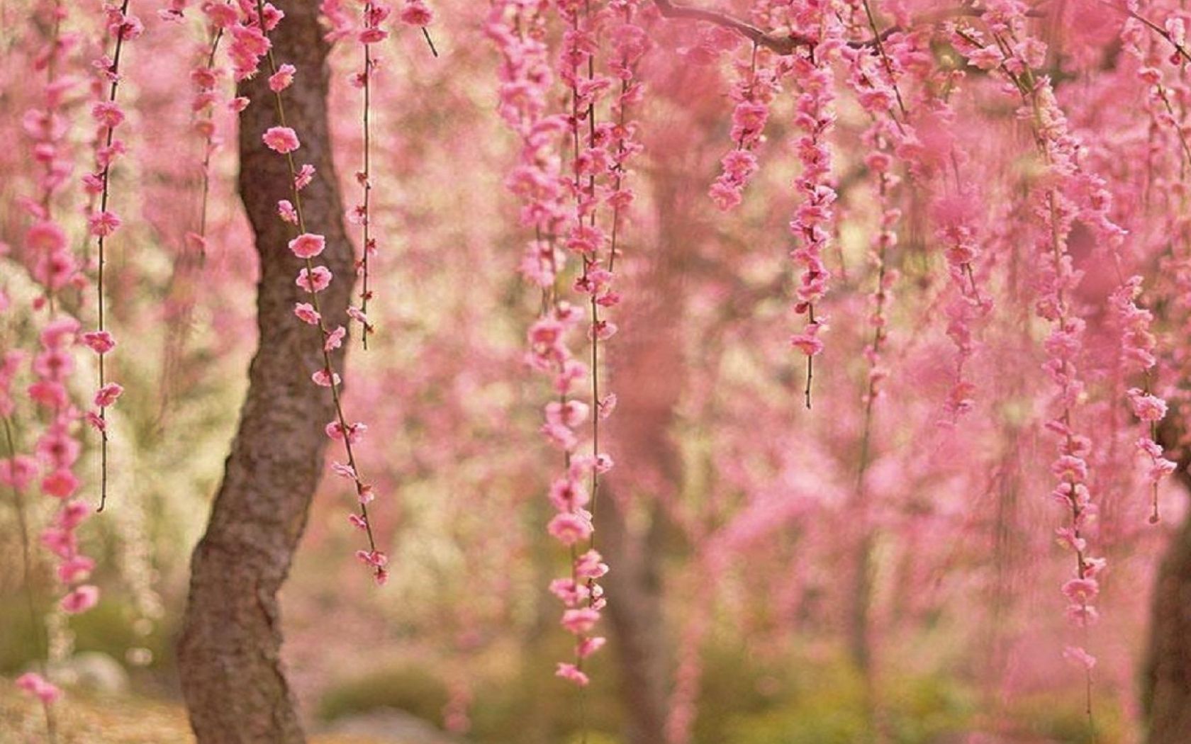 Cherry Blossoms Desktop Wallpapers - Wallpaper Cave