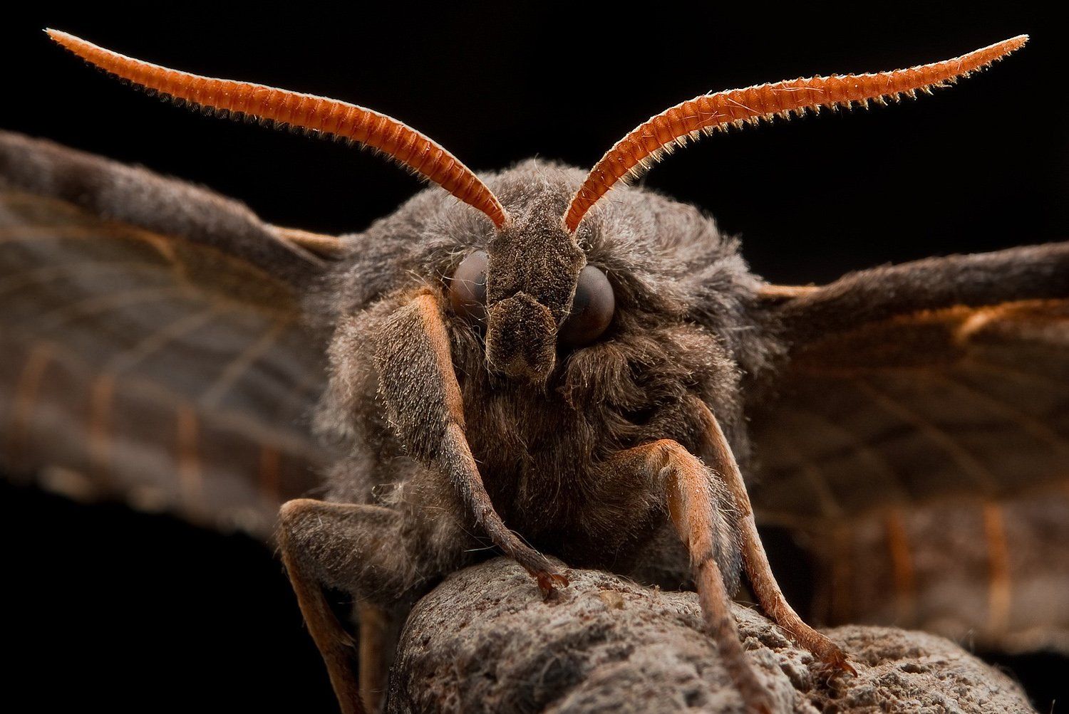 Hawk Moth HD Wallpaper and Background Image