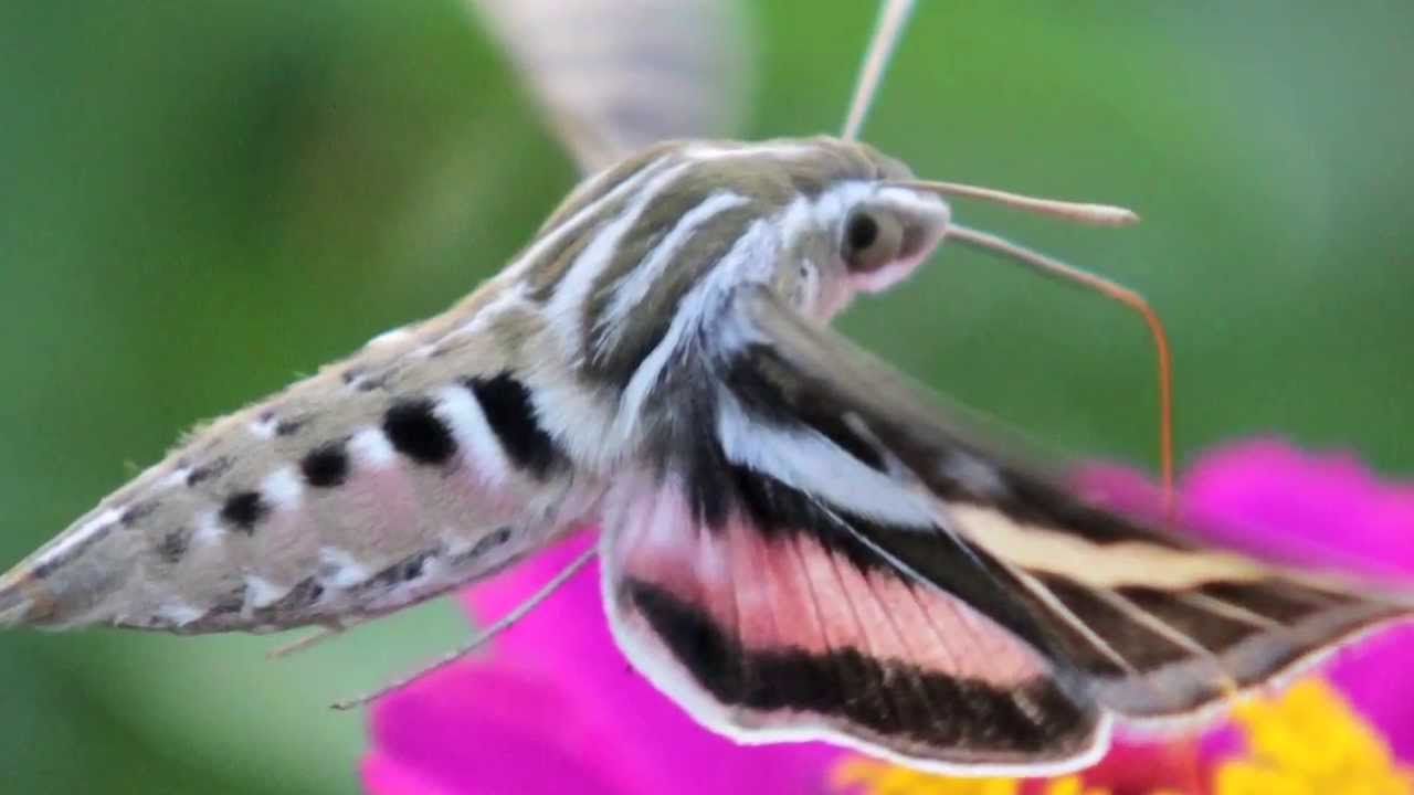 Hawk Moth wallpaper, Animal, HQ Hawk Moth pictureK Wallpaper 2019