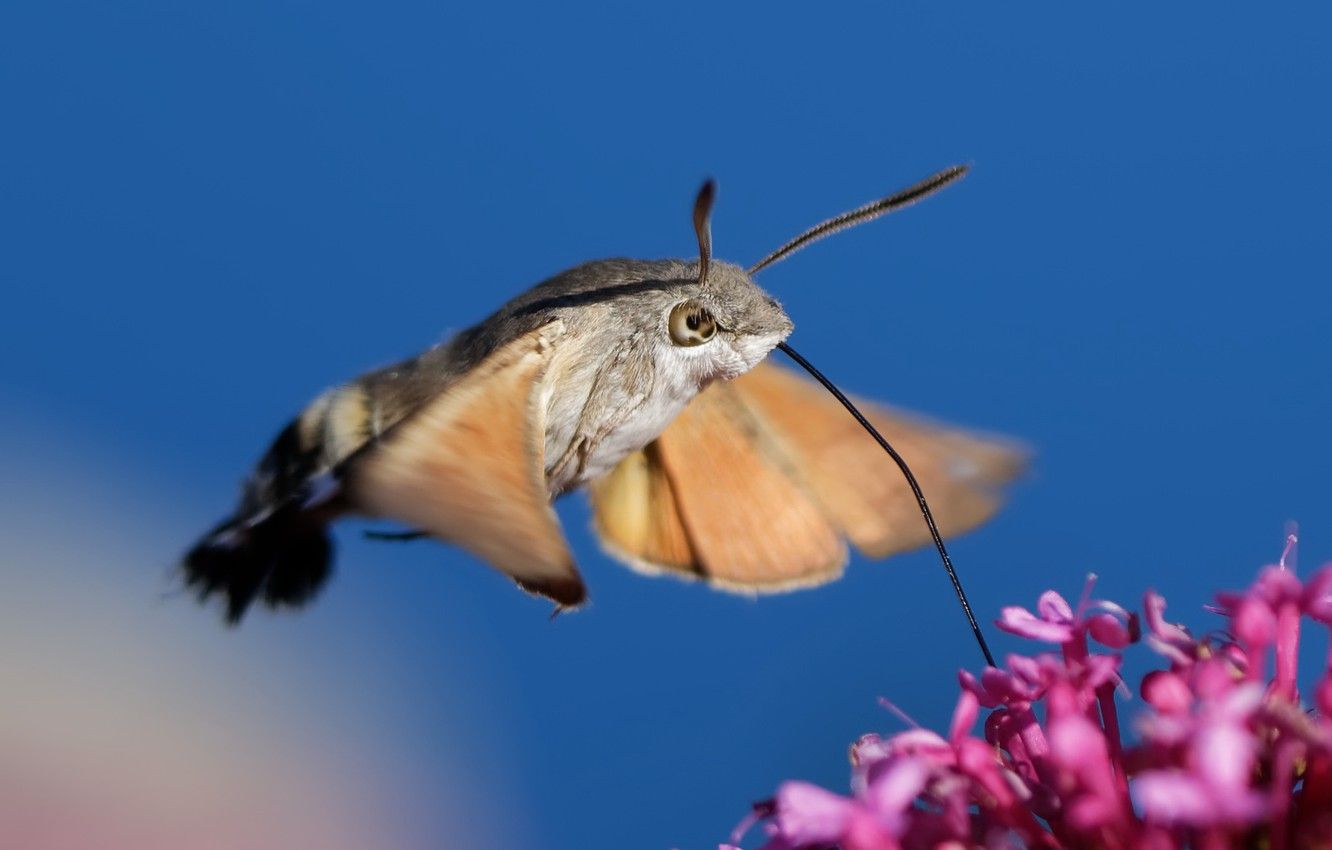 Wallpaper Flower, Nature, Background, Hummingbird Hawk Moth Image For Desktop, Section животные