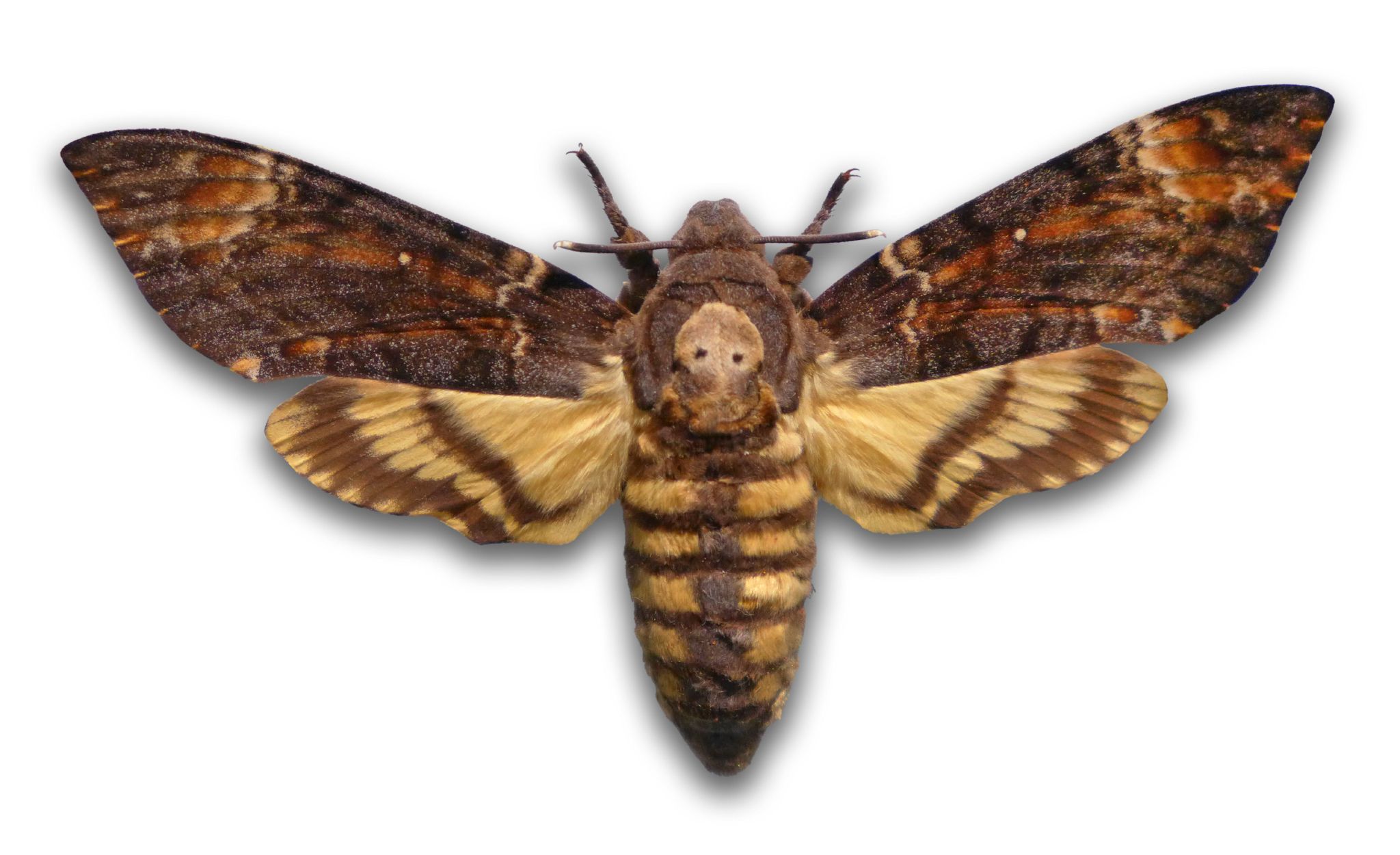 Secret of Death Moth's Scary Squeak Revealed