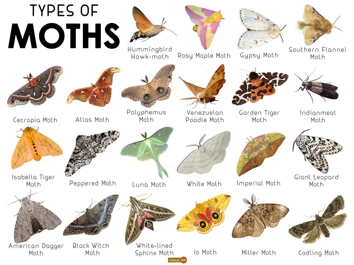 Hawk Moths Wallpapers Wallpaper Cave