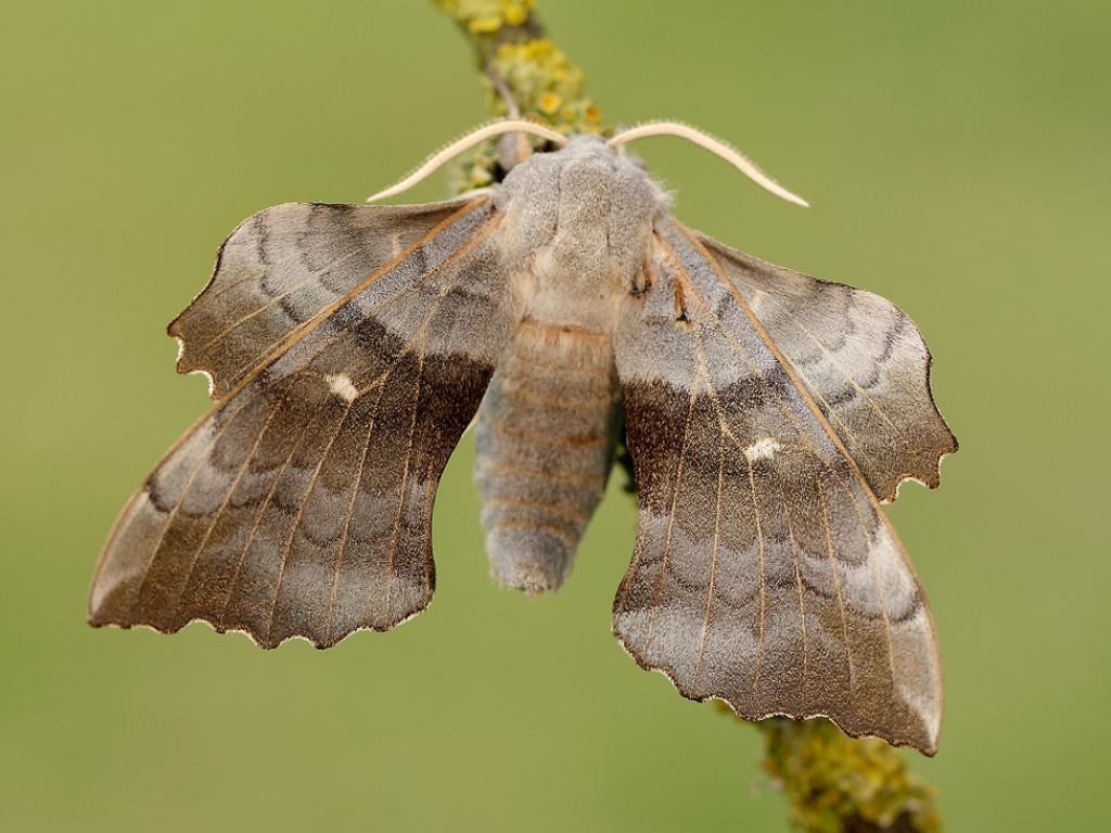 hawkmoth doll