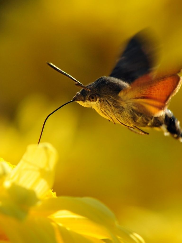 Free download Beautiful flowersRussian womenNet image The Hummingbird Hawk moth [1920x1080] for your Desktop, Mobile & Tablet. Explore Russian Wallpaper for Desktop. Summer Wallpaper For Desktop, Awesome Wallpaper For