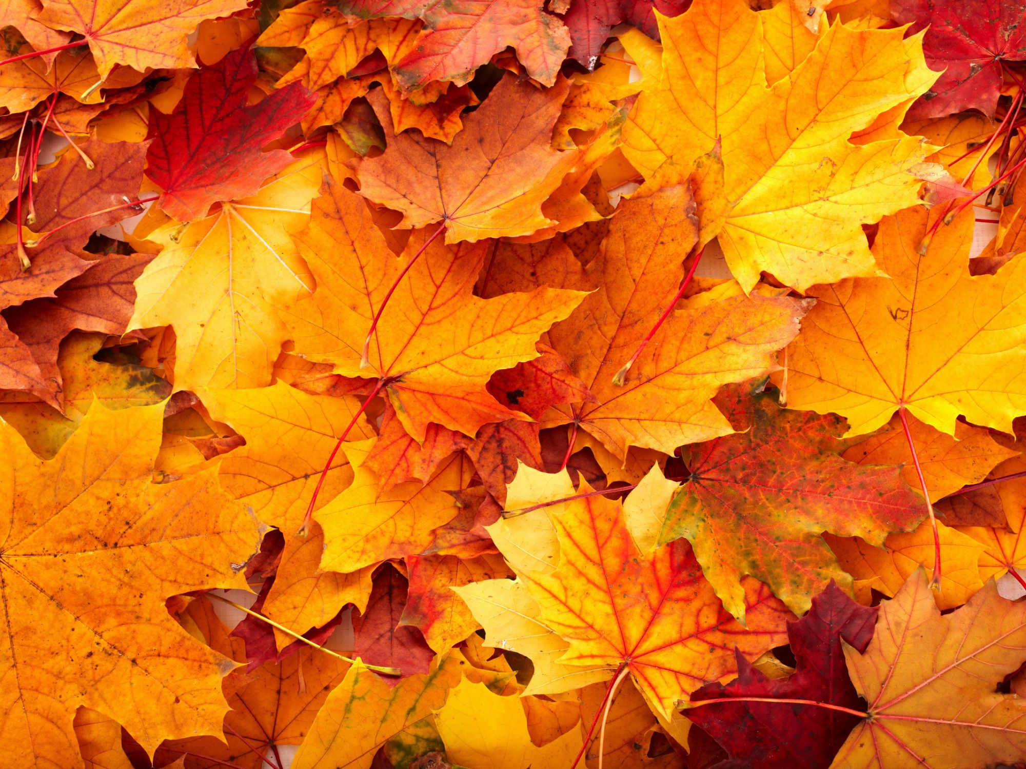 Autumn Leaves Wallpaper With Yellow Color Leaves Beautiful Autumn