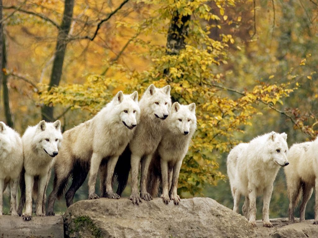 Download wallpaper 1024x768 wolves, forest, flock, grass, trees