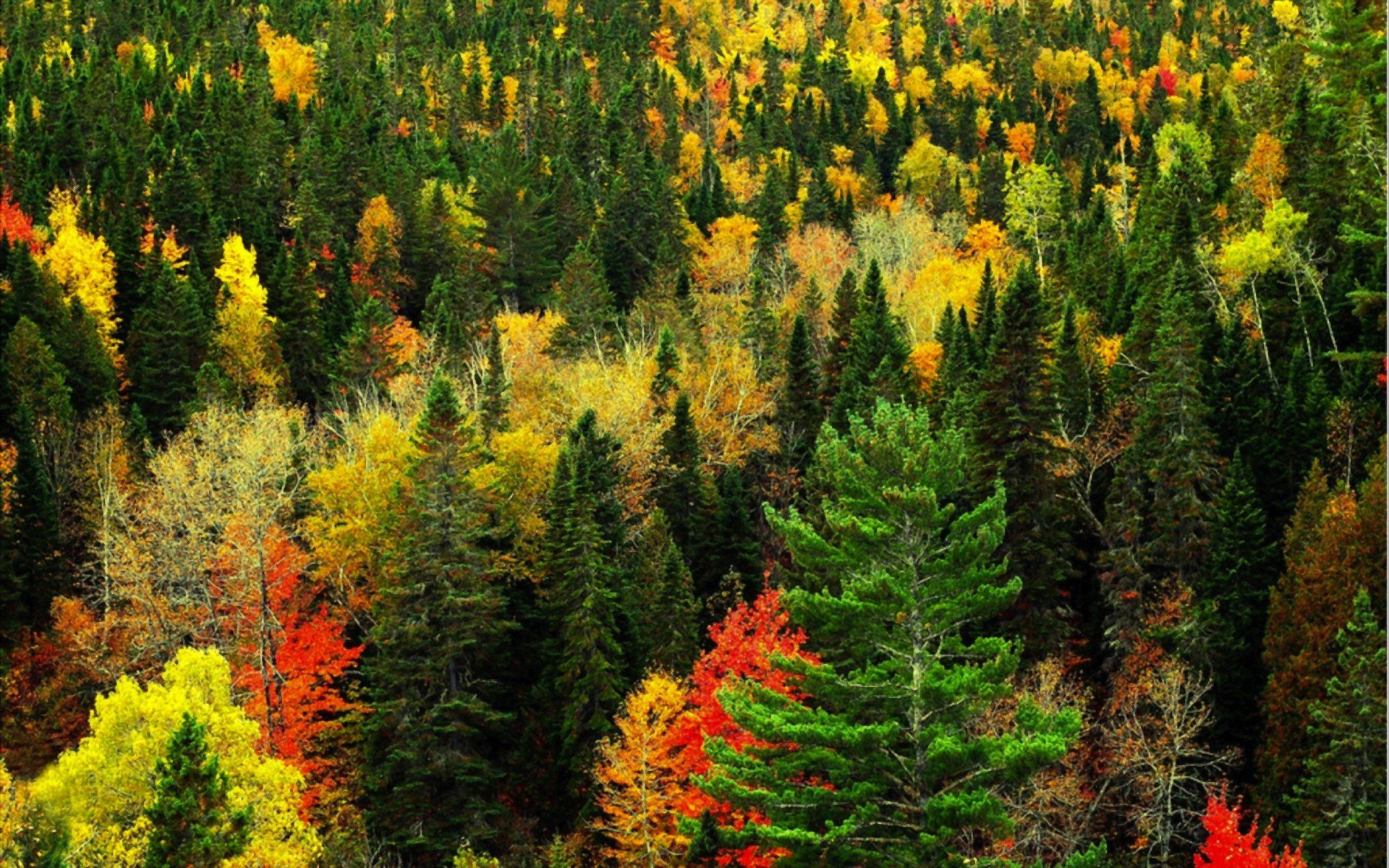 Autumn Forest HD Wallpaper
