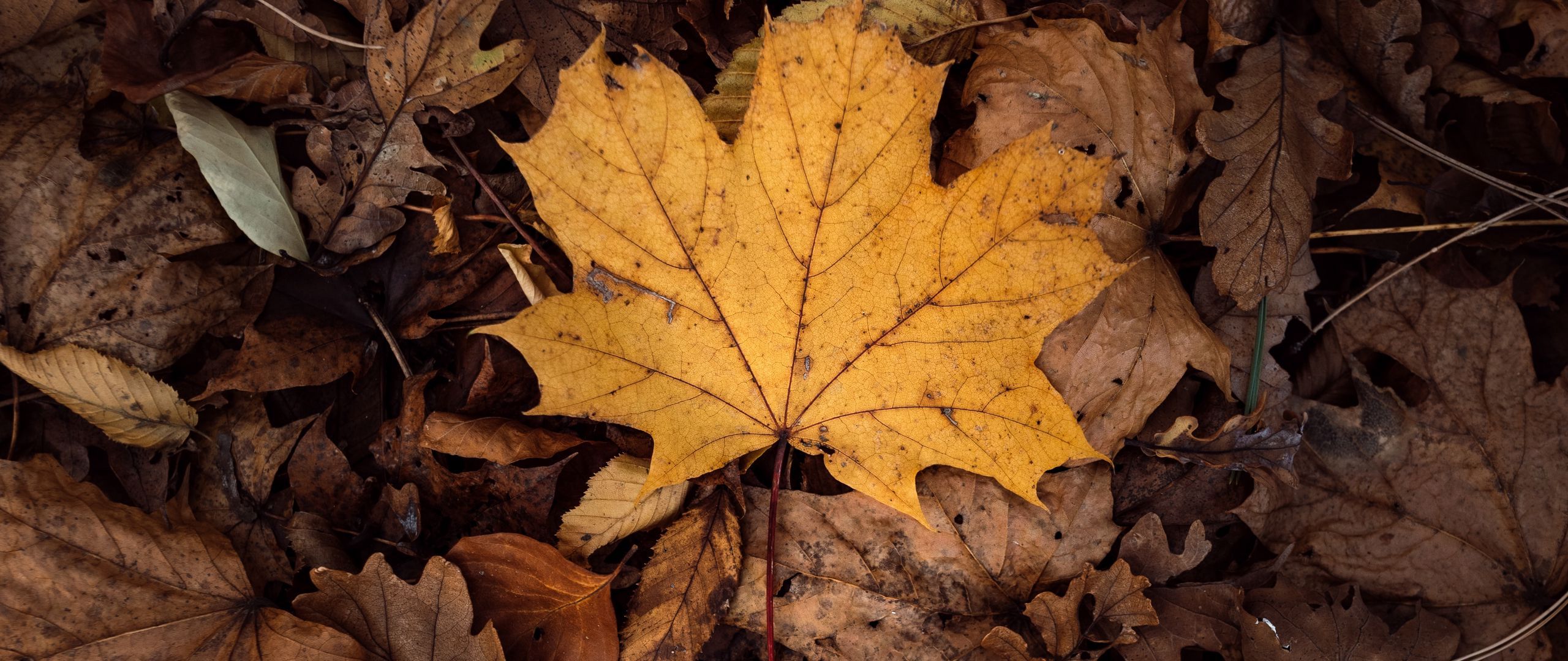 Download wallpaper 2560x1080 leaves, autumn, dry, foliage dual