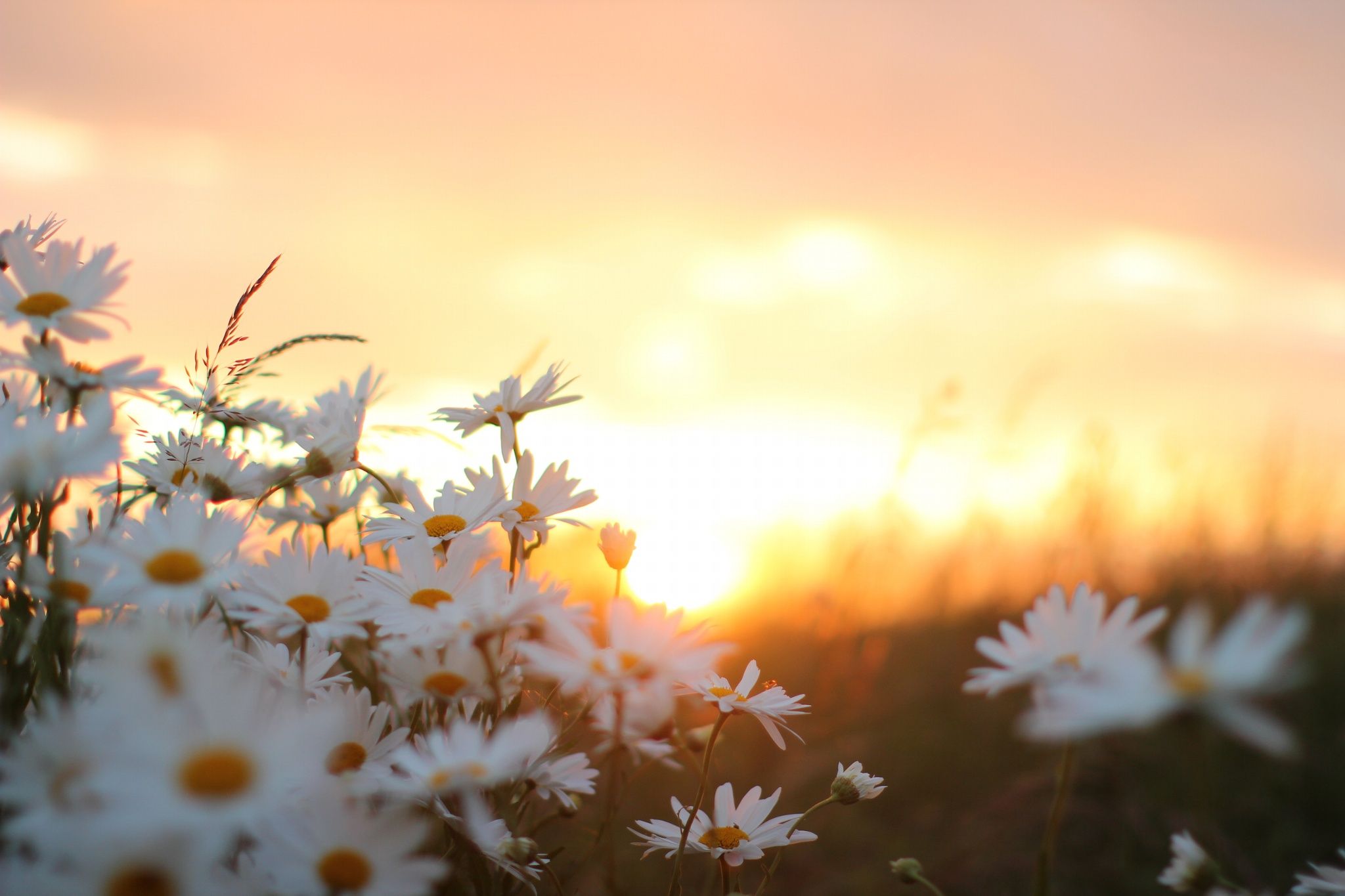 Wild Daisies by Jeremy Cangialosi on 500px. Nature desktop