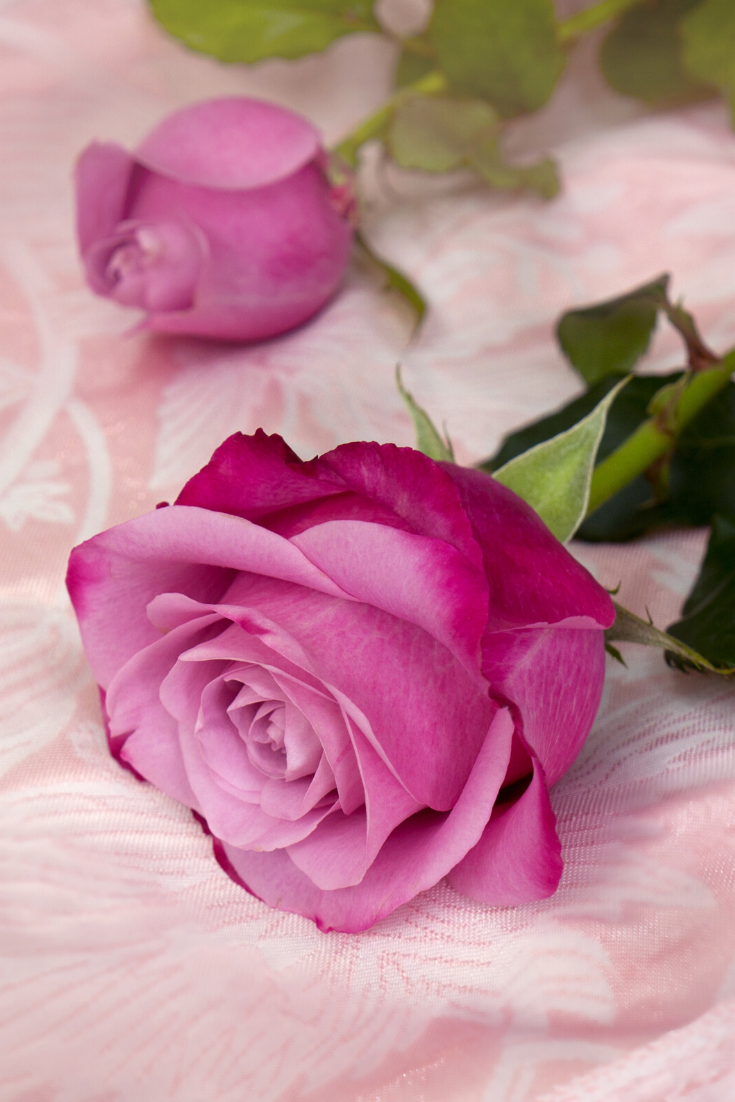 MauveRoses #Mauve #Roses #RosesOnly #Rose #MauveRose. Rose flower