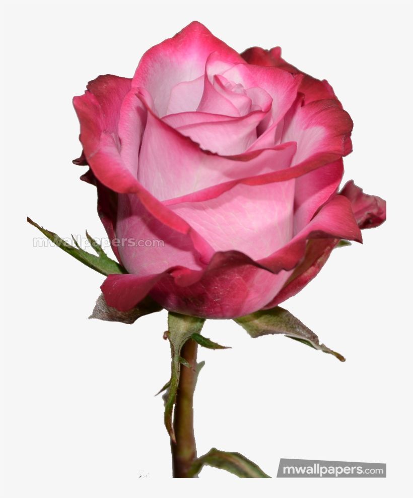 Roses Beautiful HD Photo HD Wallpaper 1080p