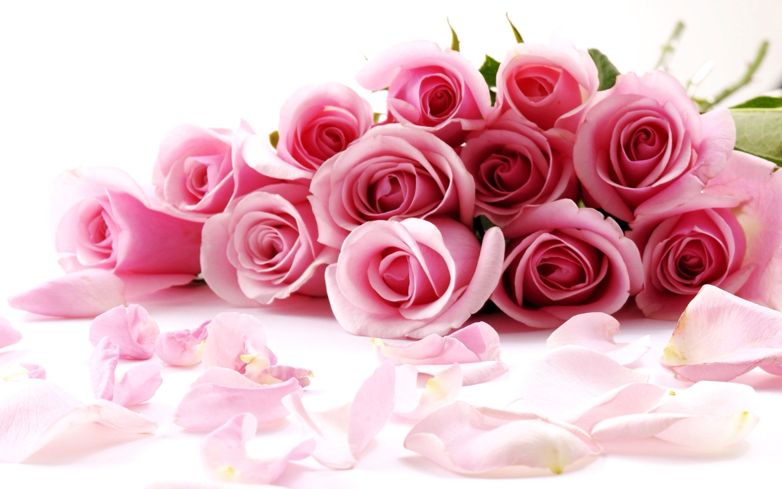 Pretty Roses Just in Time for Valentine's Evening. Petite Girls Guide