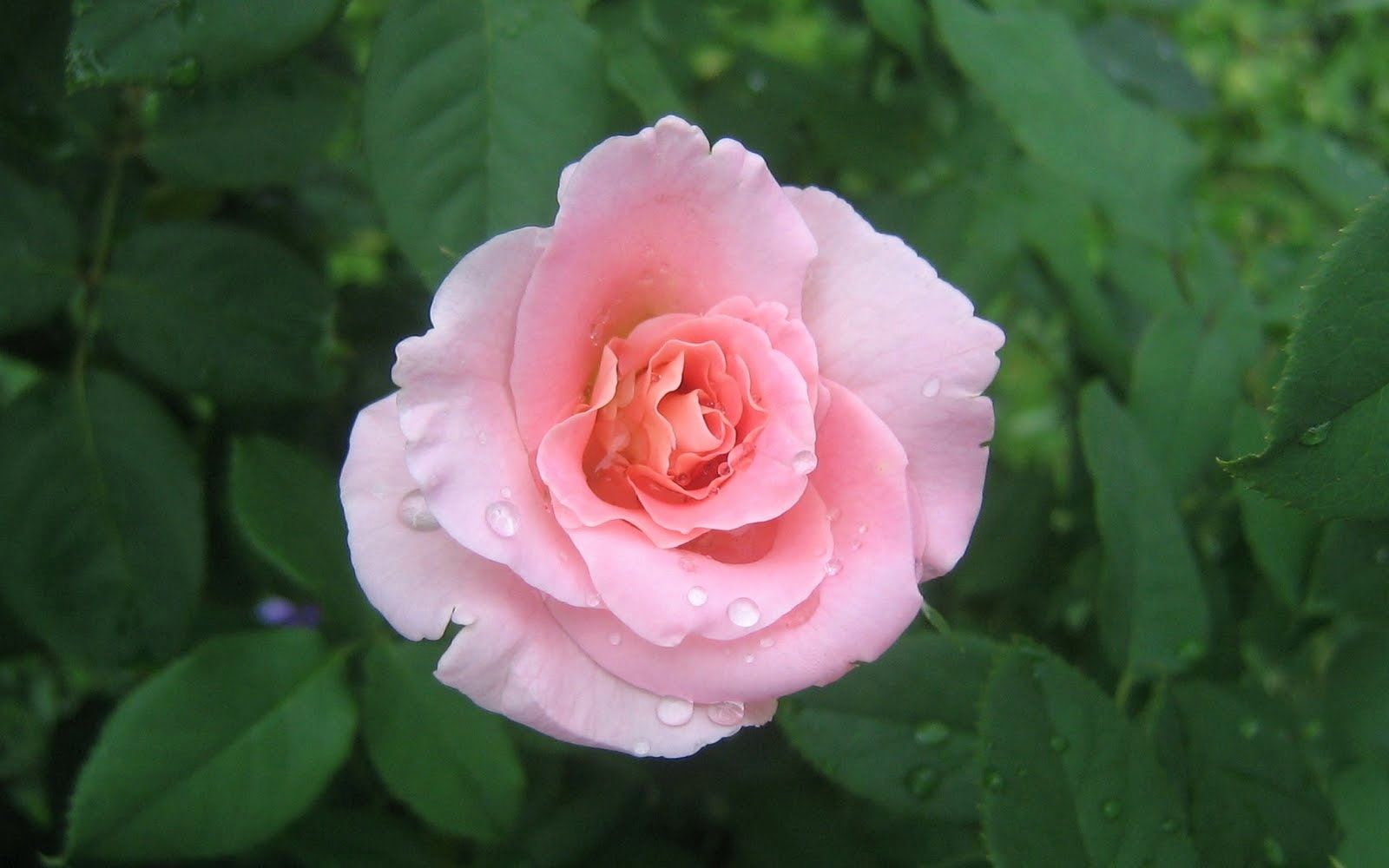 Awesome Pink Rose Wallpaper Ideas