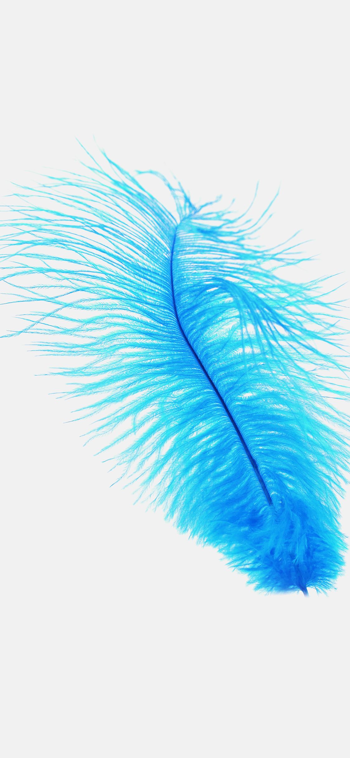 Feather Blue White Nature Minimal Wallpaper