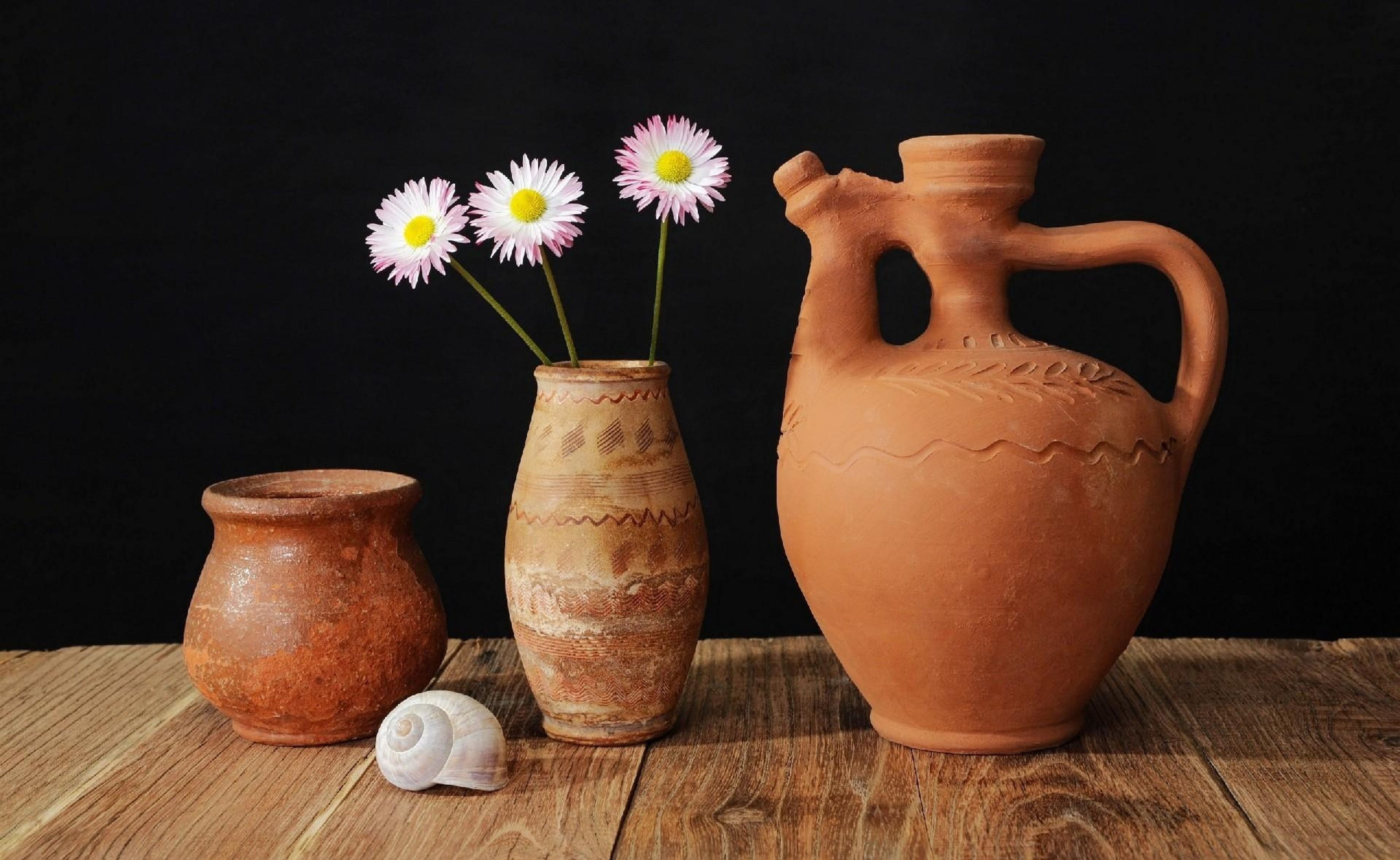 Daisy, Jug, Shell, Table, Pottery, background, free, photo