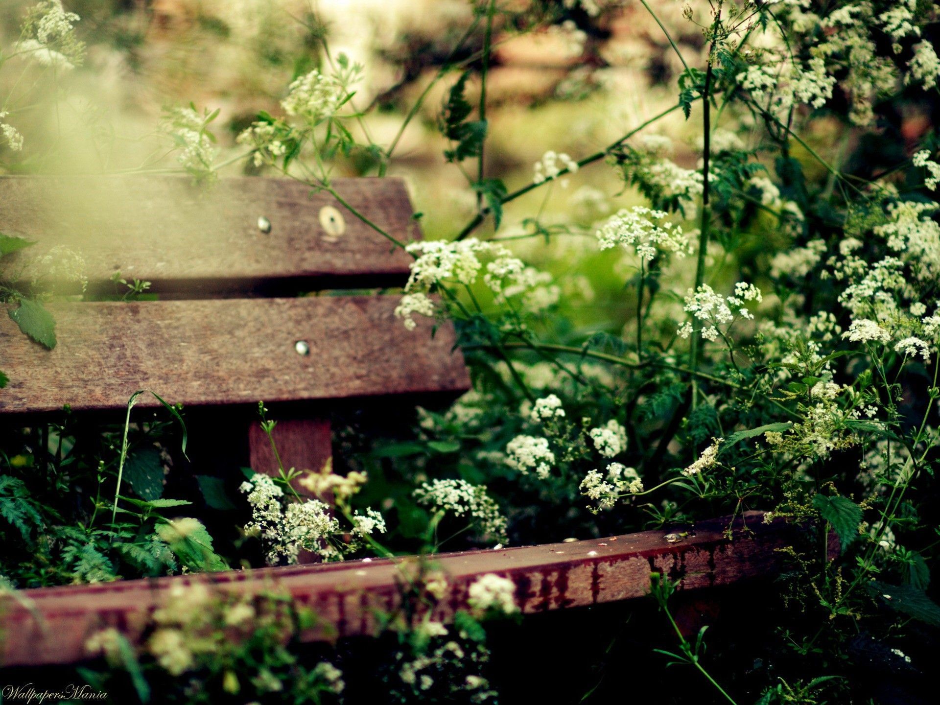 bench, Greens, Comfort, Flowers, Park, Mood Wallpaper HD