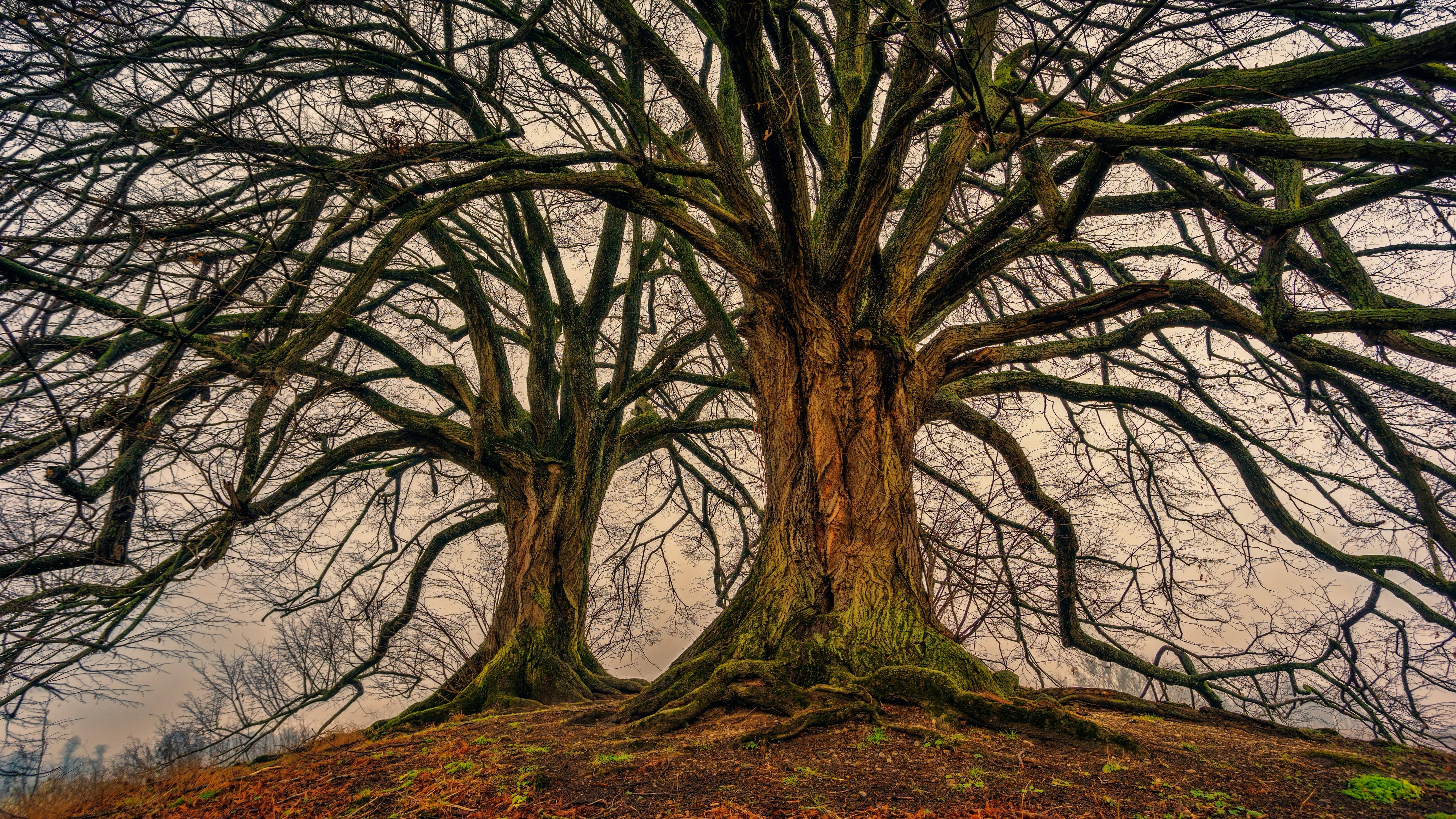 #kahl, #tree, #wood, #aesthetic, #log, #tribe, #nature