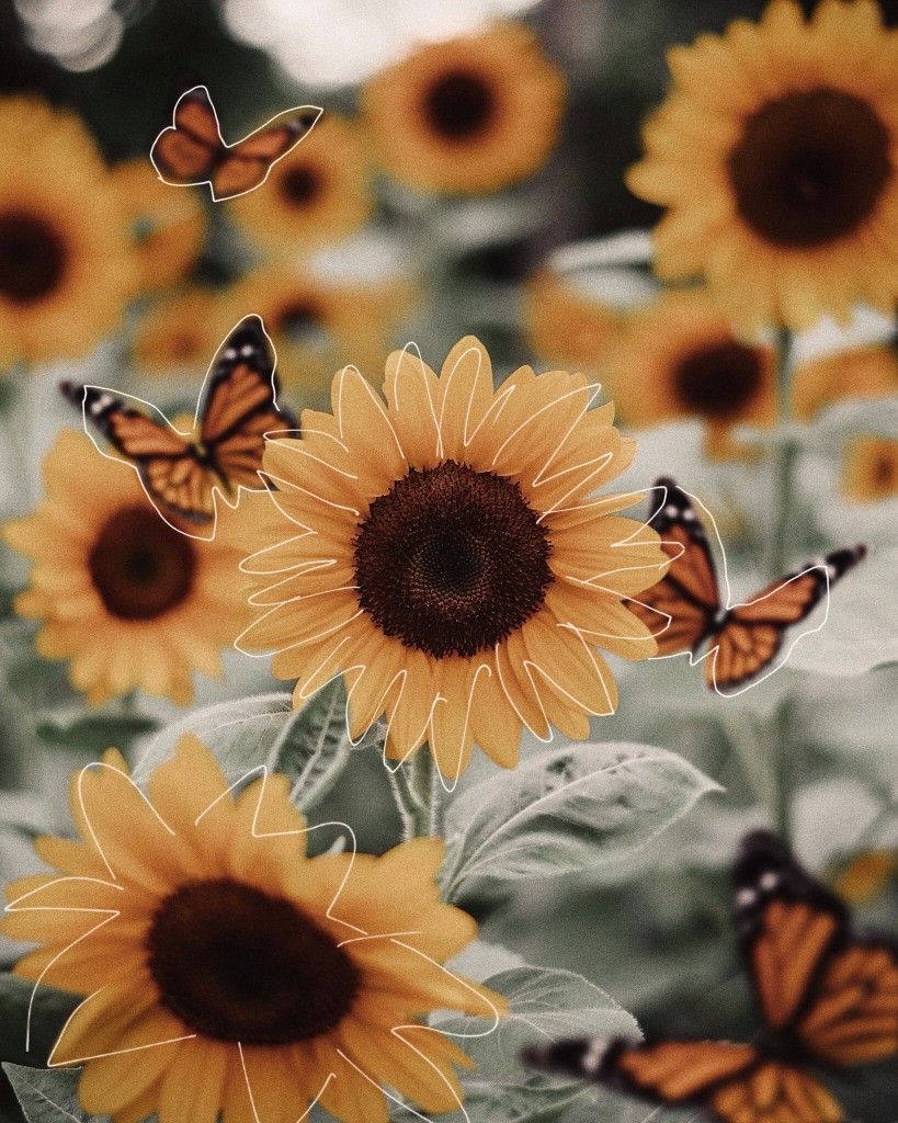 iphone wallpaper yellow #hintergrundbildiphone #tapete #sunflower