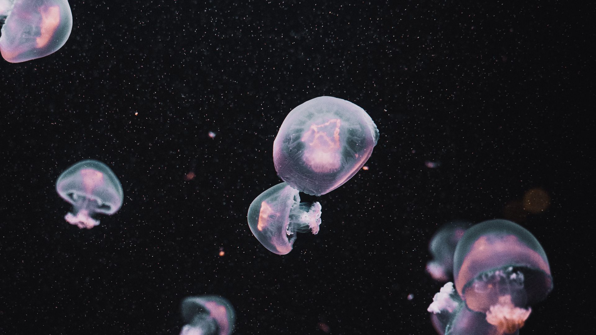 Download wallpaper 1920x1080 jellyfish, underwater world, dark