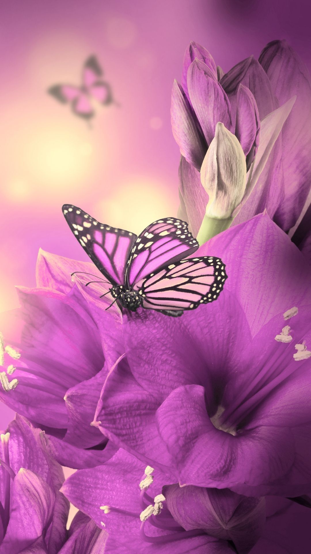 Purple Butterfly iPhone Wallpaper HD Cute Wallpaper