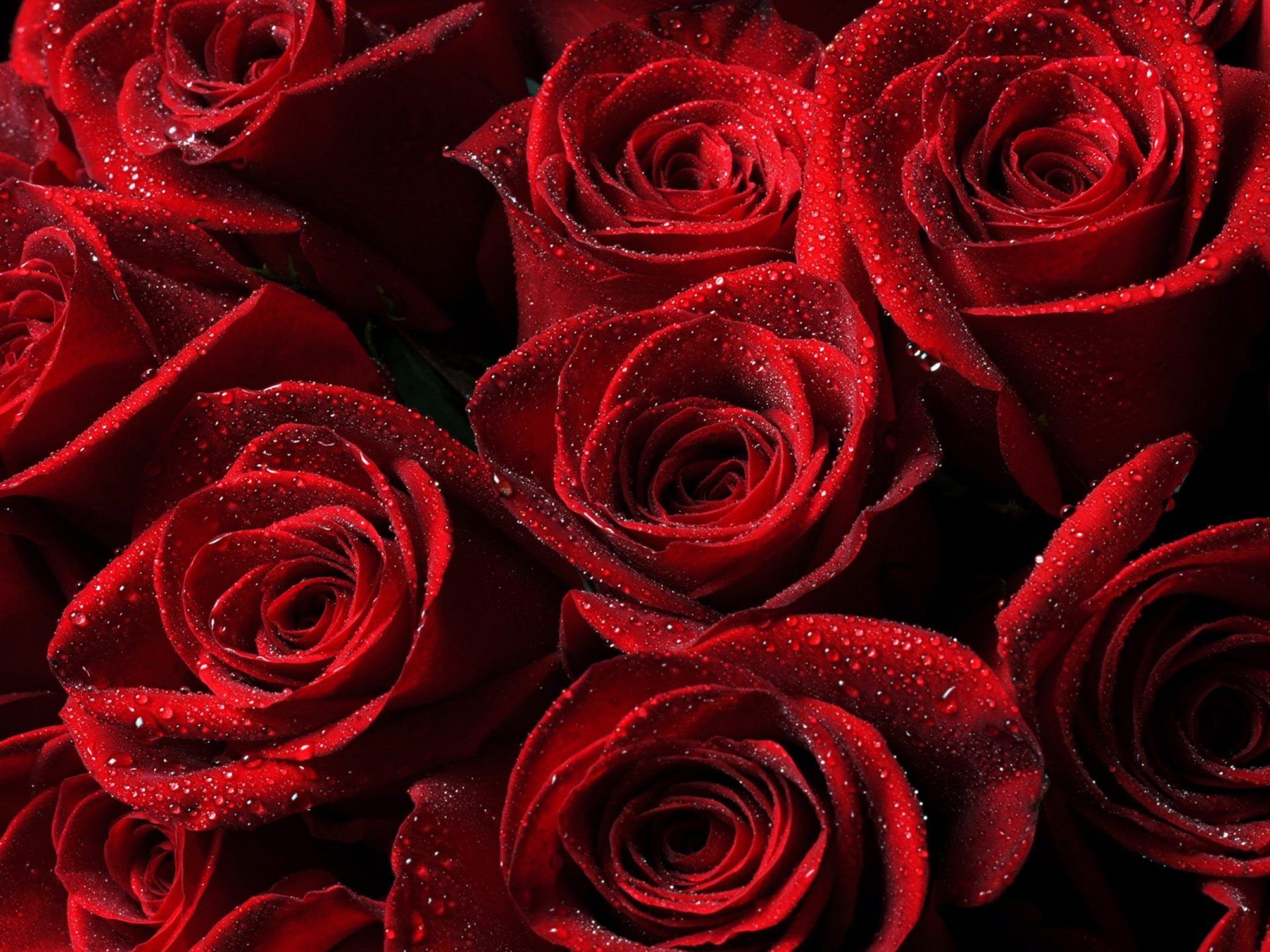 Flowers Beautiful Dark Red Roses With Drops Water Wallpaper