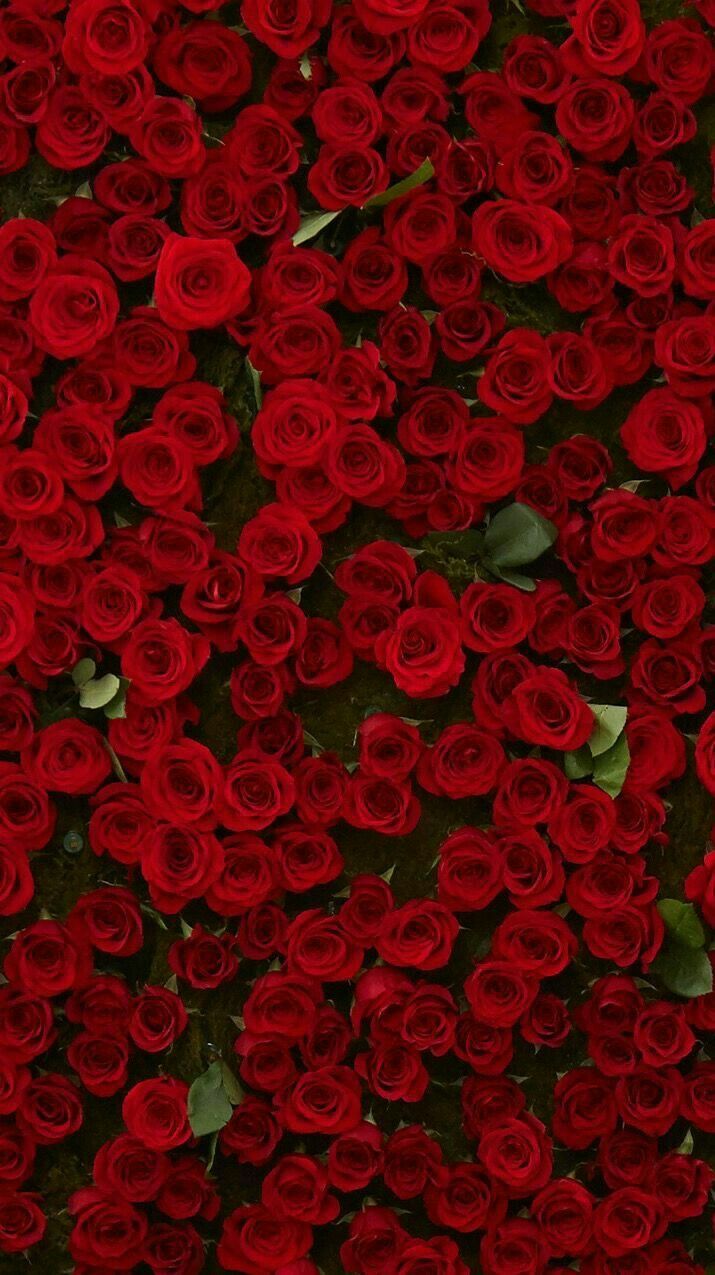 Wall of Roses Wallpaper uploaded