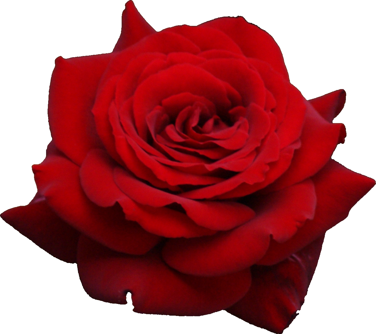 Sweet Creature. Red Rose Png, Rose Wall