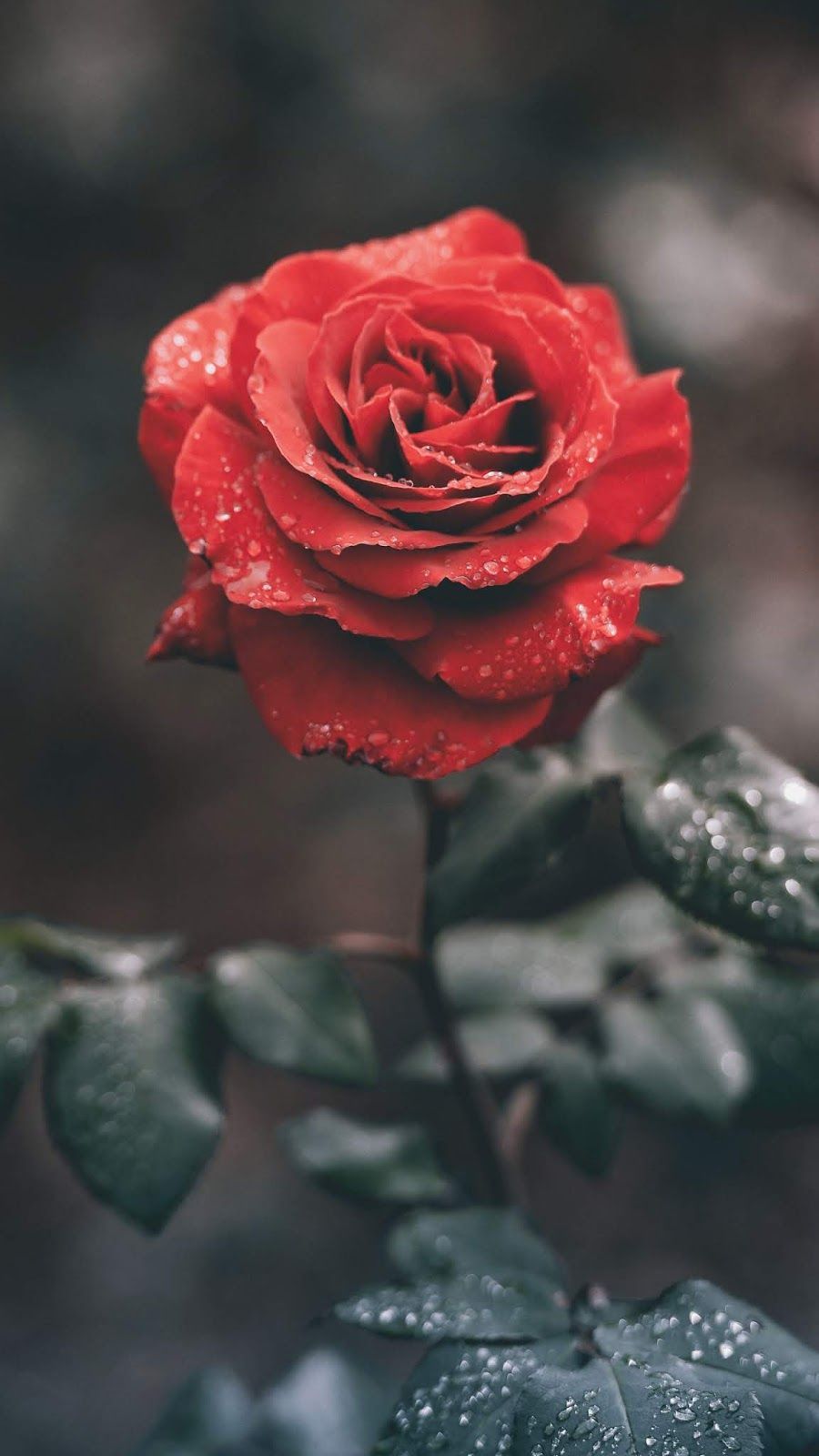 Aesthetic Red Roses Wallpapers - Wallpaper Cave