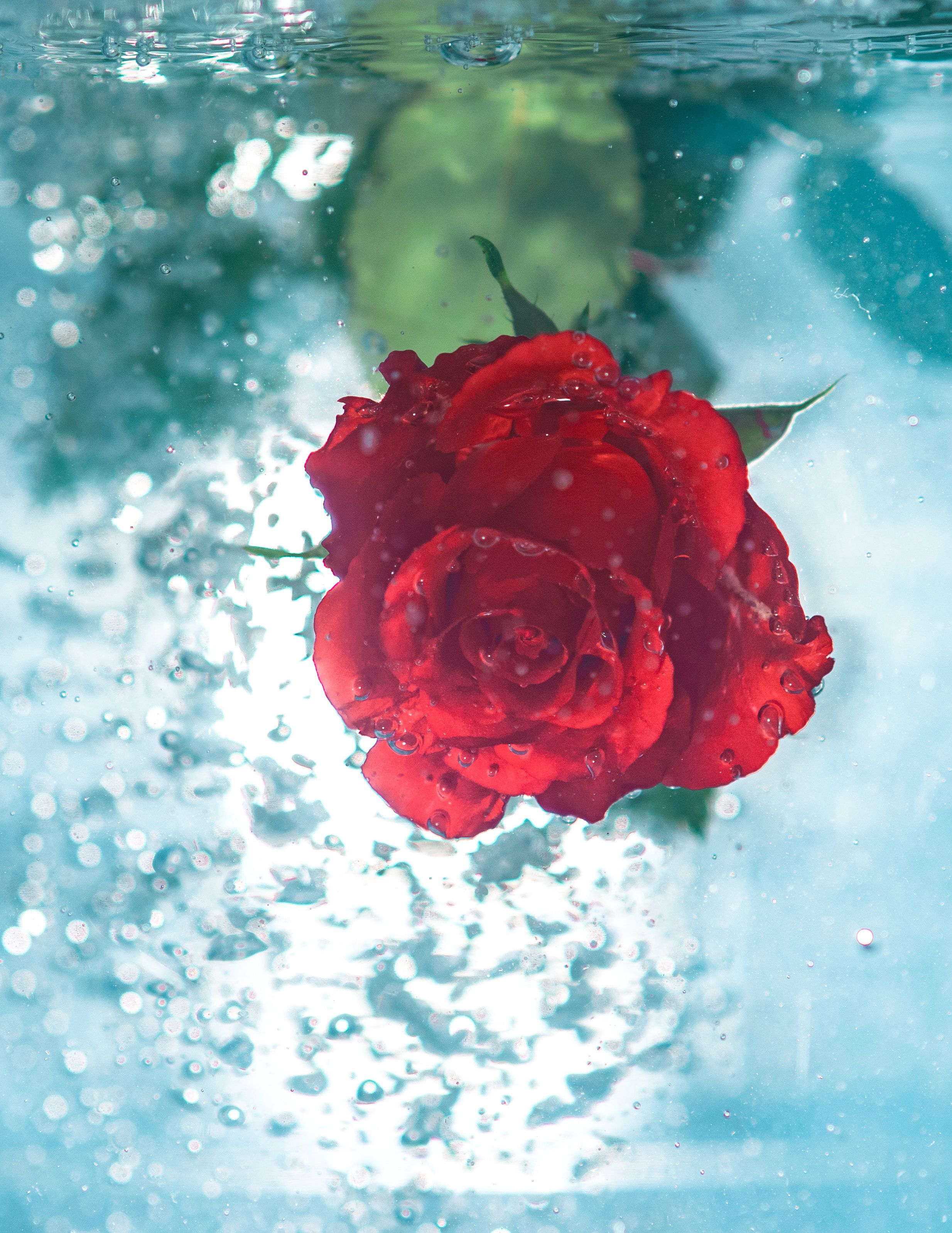 Red Rose Under Water Android Wallpaper