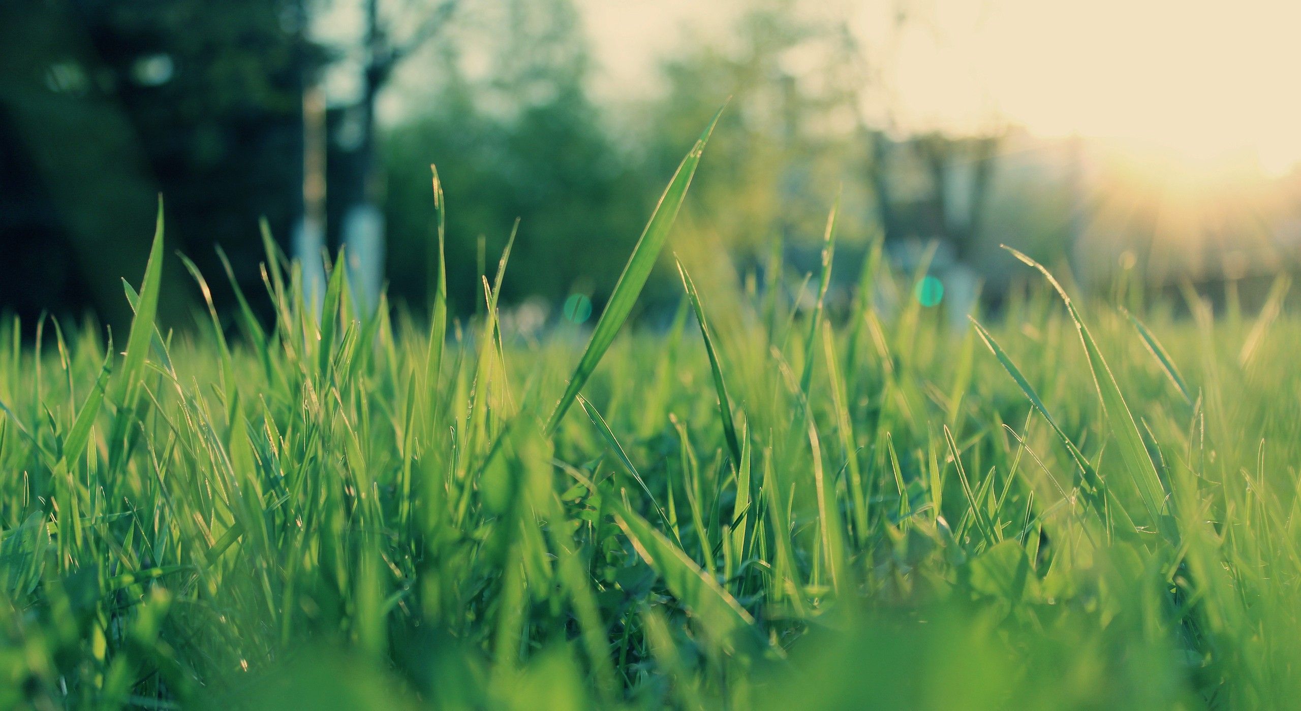 2560X1400 Wallpaper. Wallpaper 2560X1400