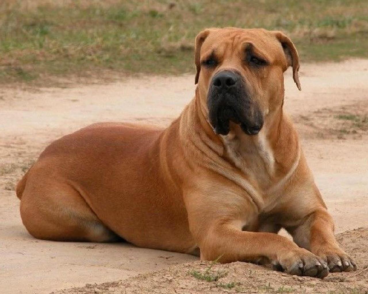 Boerboel Wallpaper for Android