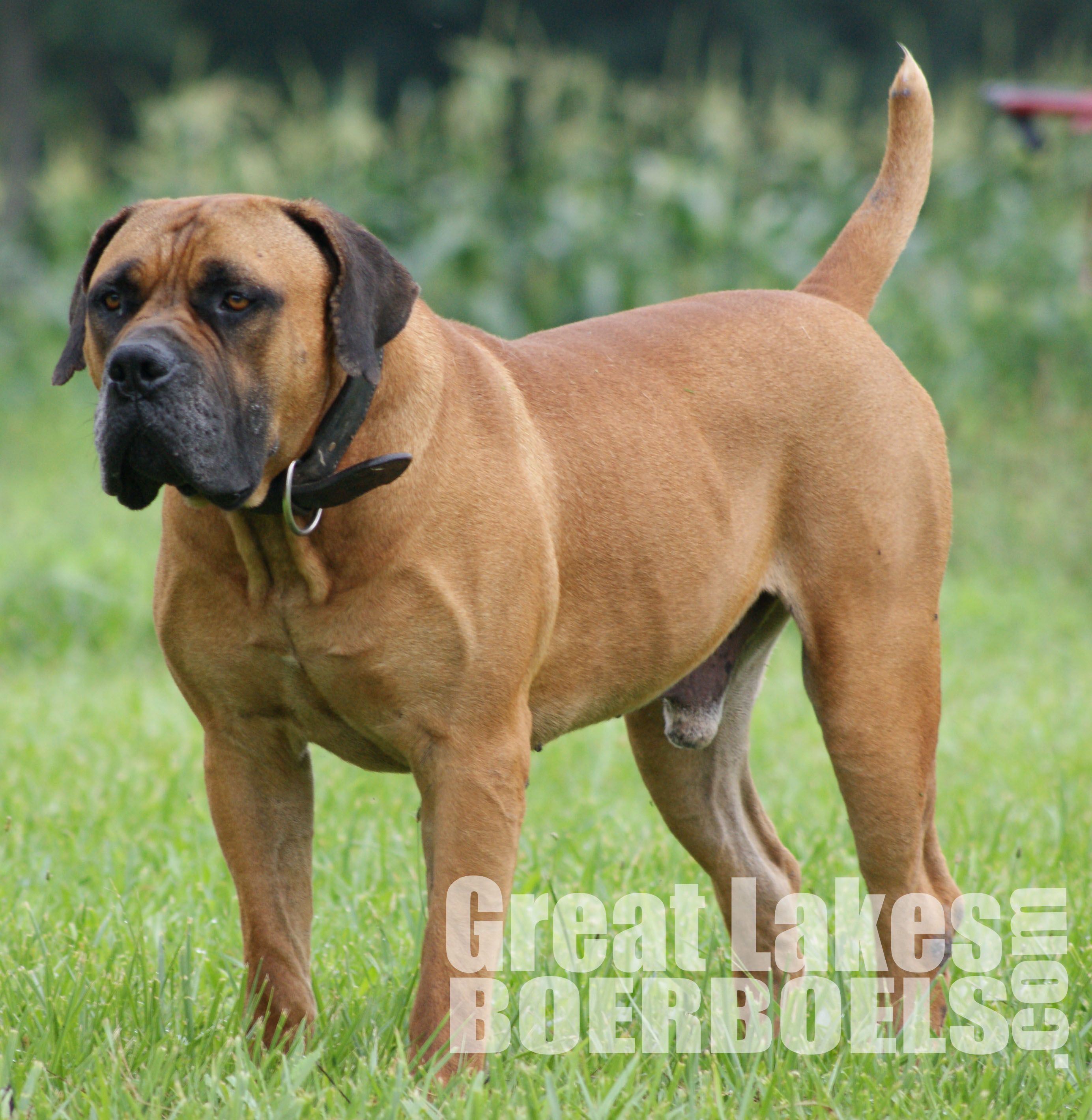 The Boerboel, or South African Mastiff, was bred specifically