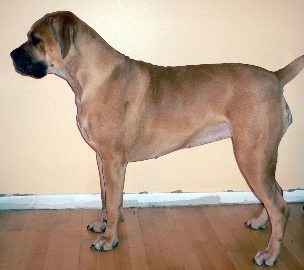 Boerboel photo and wallpaper. The beautiful Boerboel picture