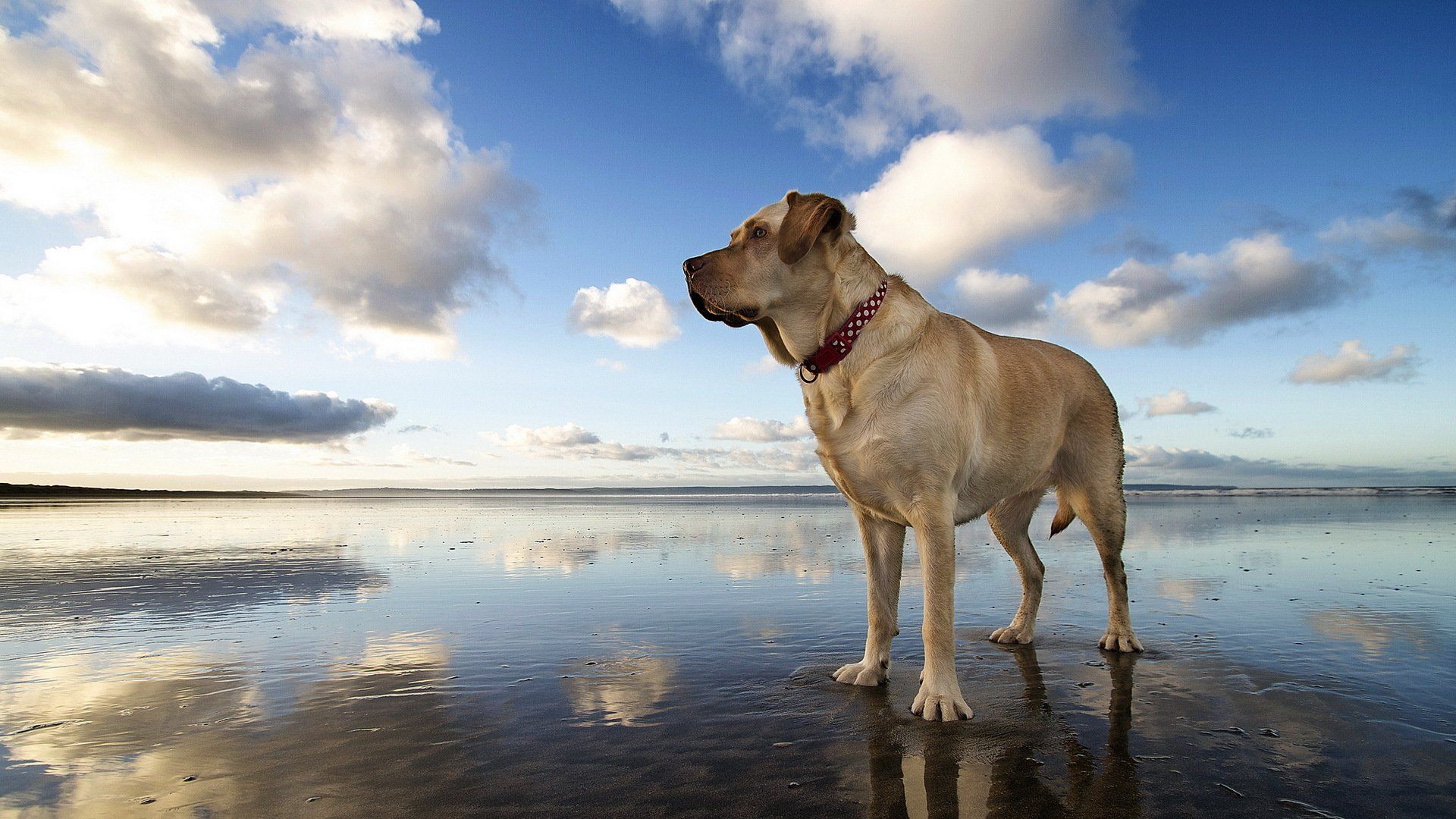 dogs, Sky, Boerboel, Clouds, Animals Wallpaper HD / Desktop