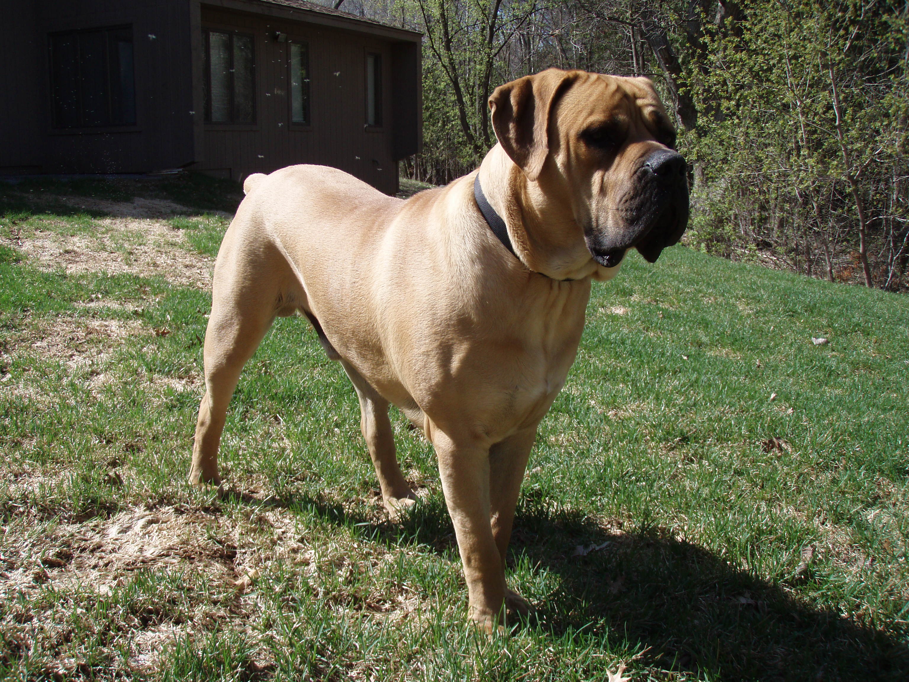 Lovely Boerboel dog photo and wallpaper. Beautiful Lovely Boerboel