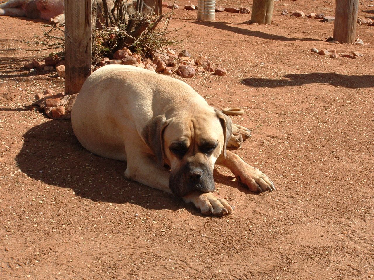 Boerboel dog in the desert photo and wallpaper. Beautiful Boerboel