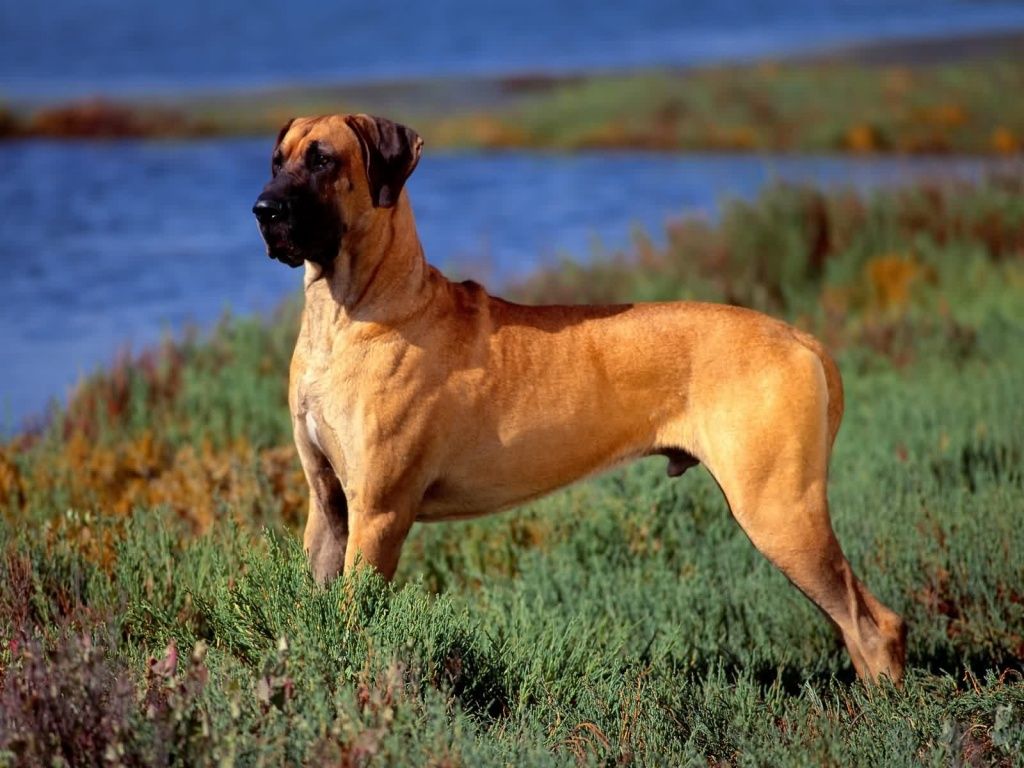 one day ill get a great dane just like scooby doo. i swear