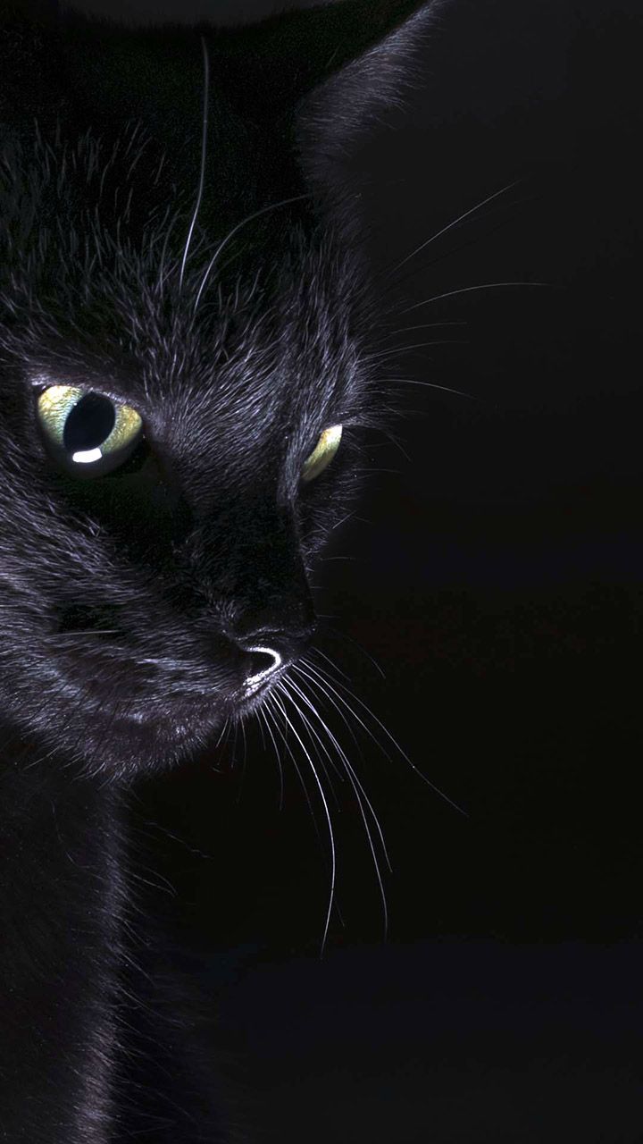 Amoled Cat Wallpaper. Black cat aesthetic, Cute cat gif